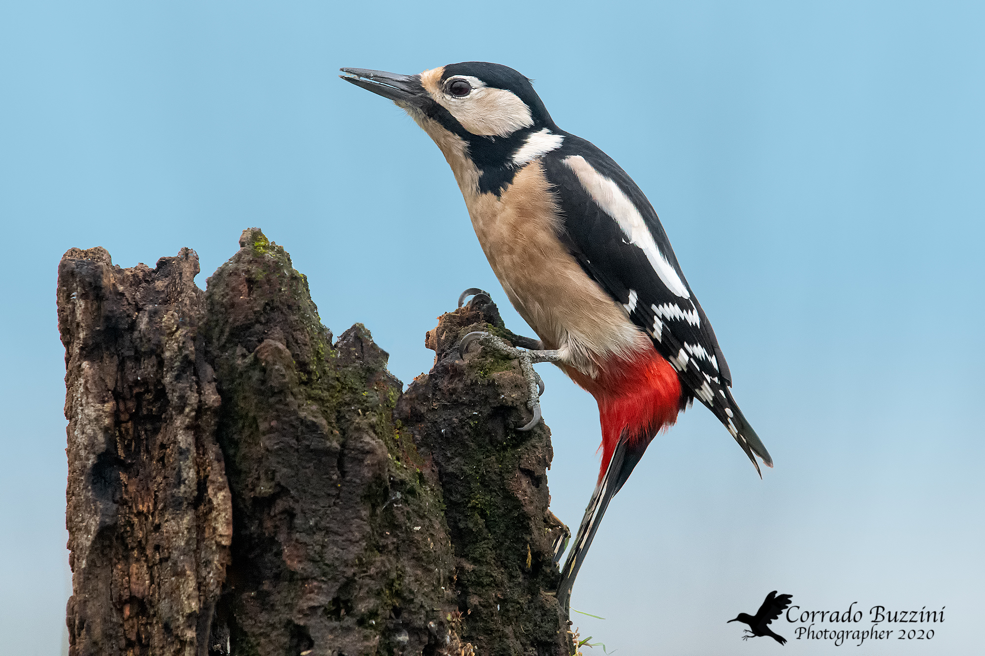 Red woodpecker...