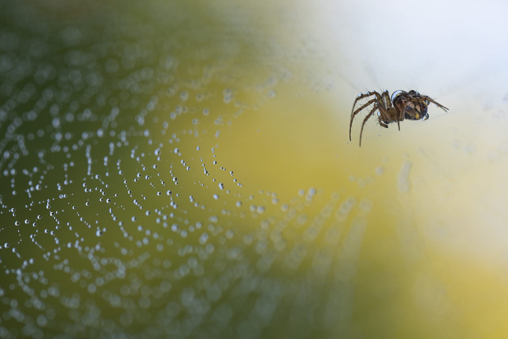 Spider...