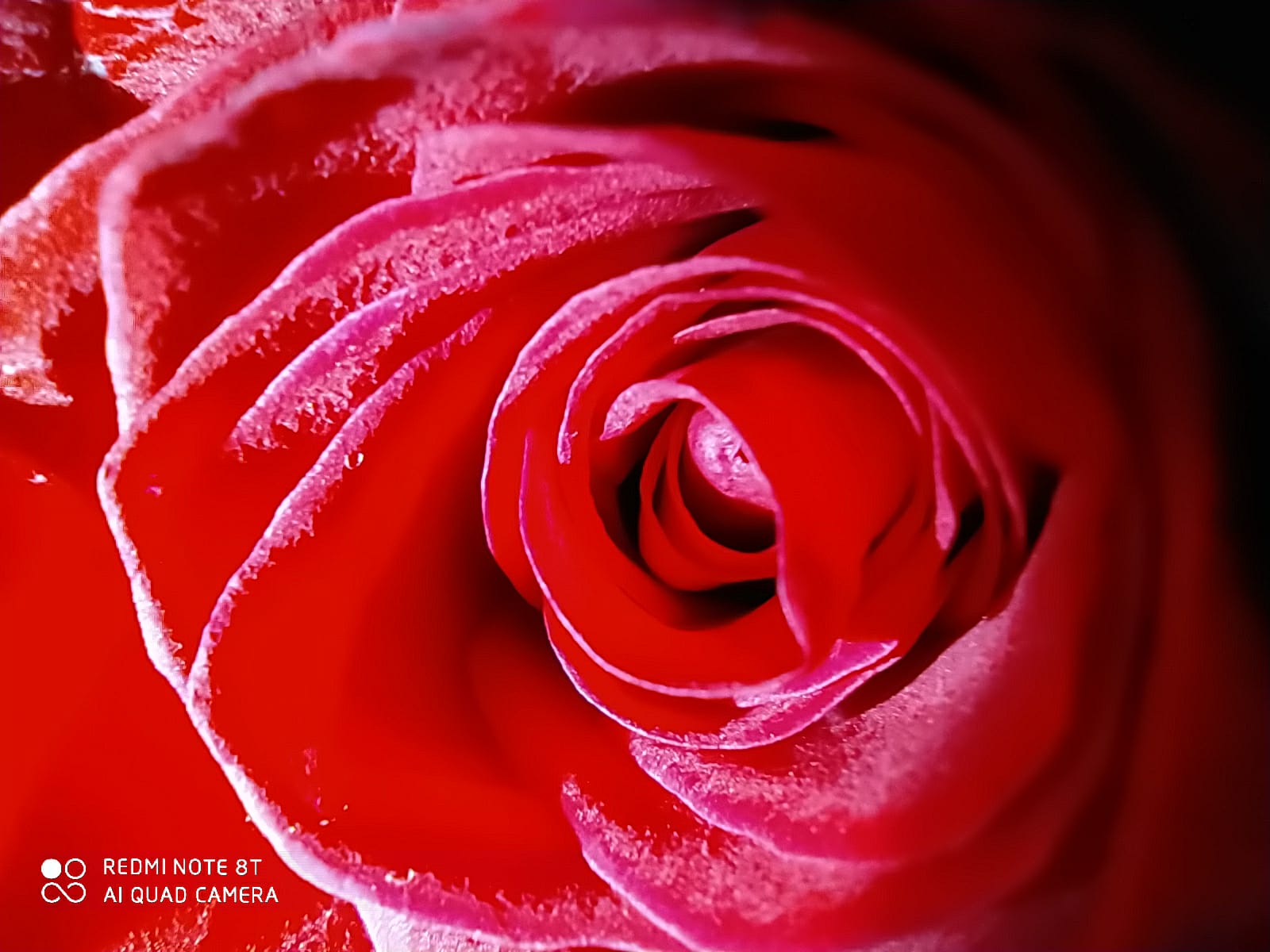 Red Rose, New Year...