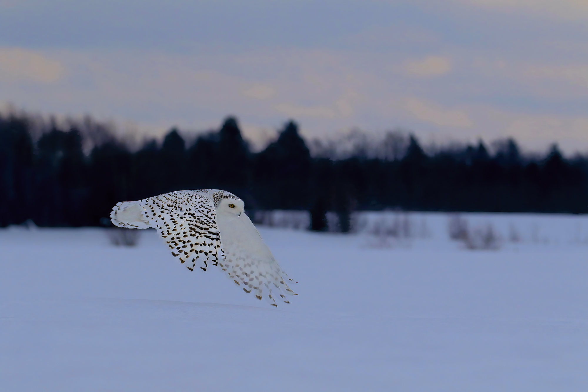 soft sunset flight, snow owl...