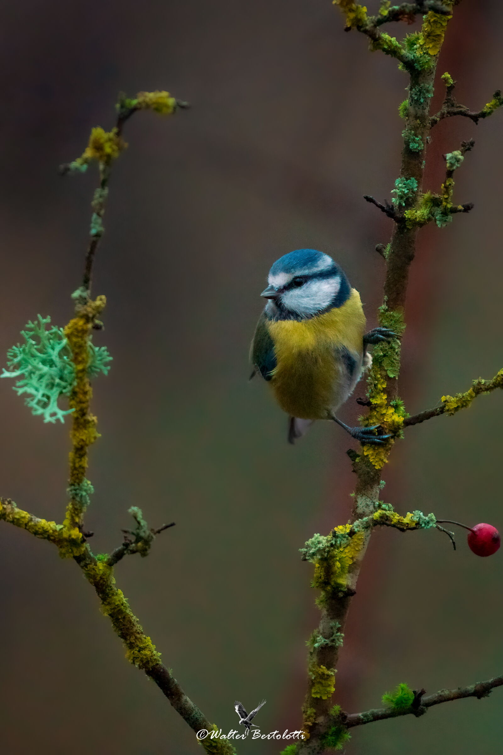 winter cinciarella...