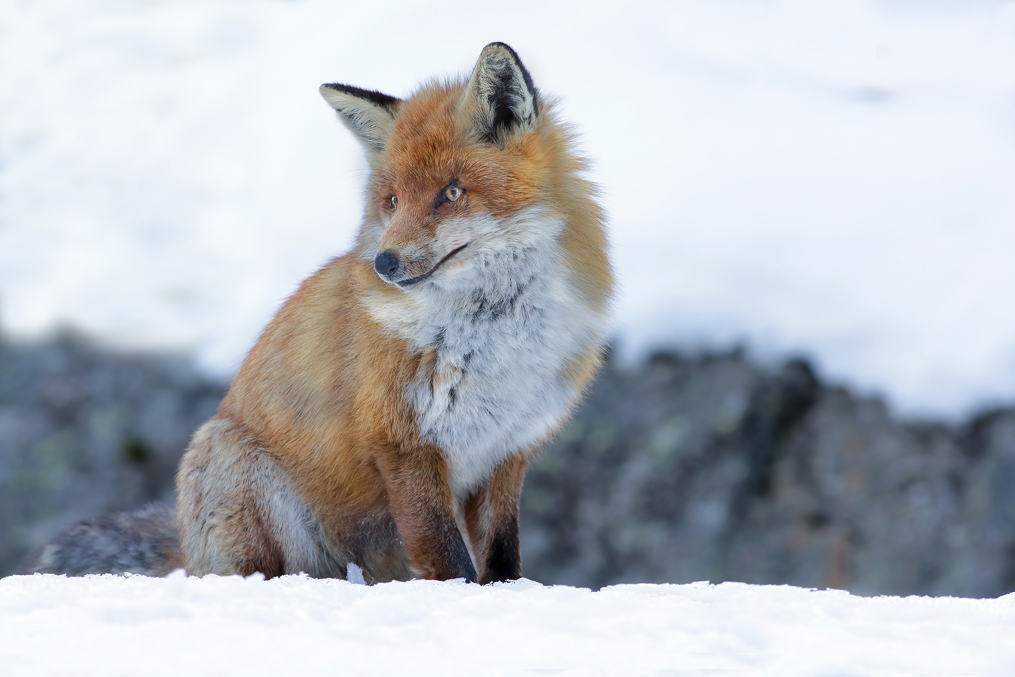 the fox and the snow...