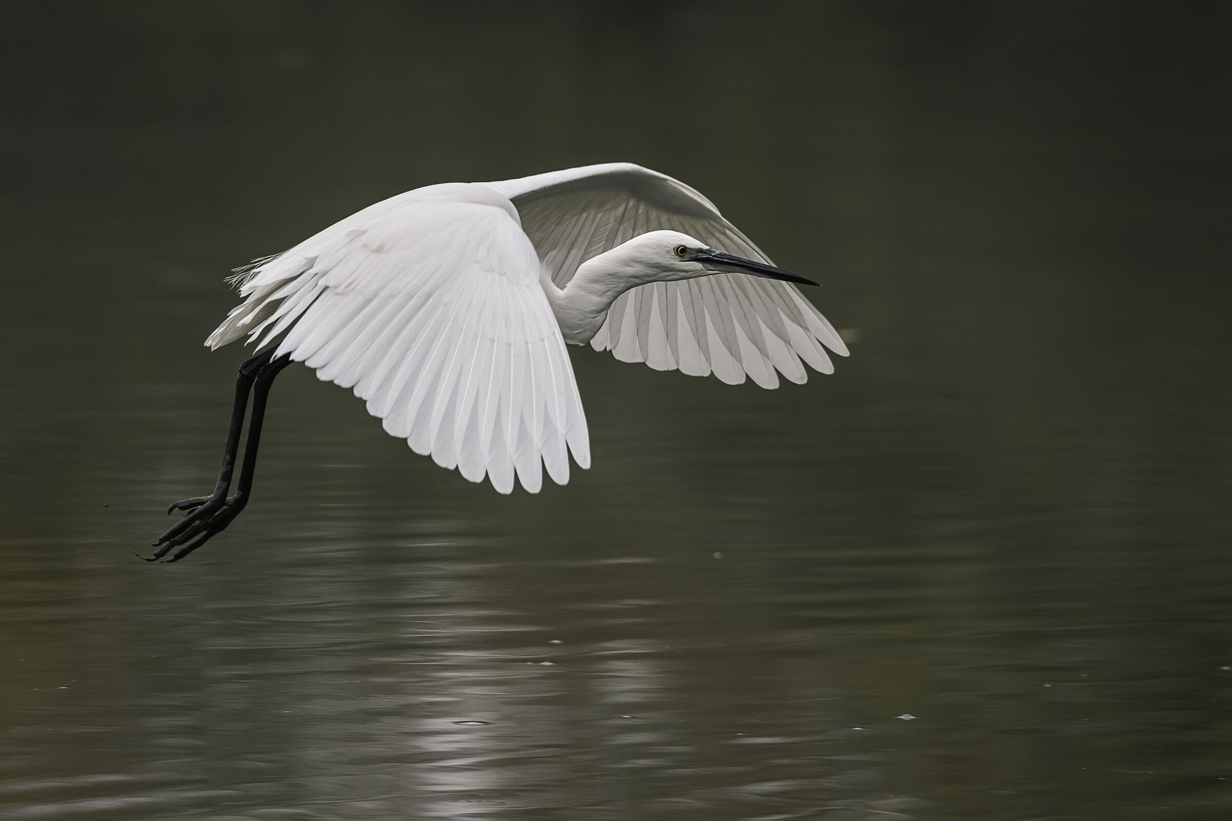 Egret in flight ...