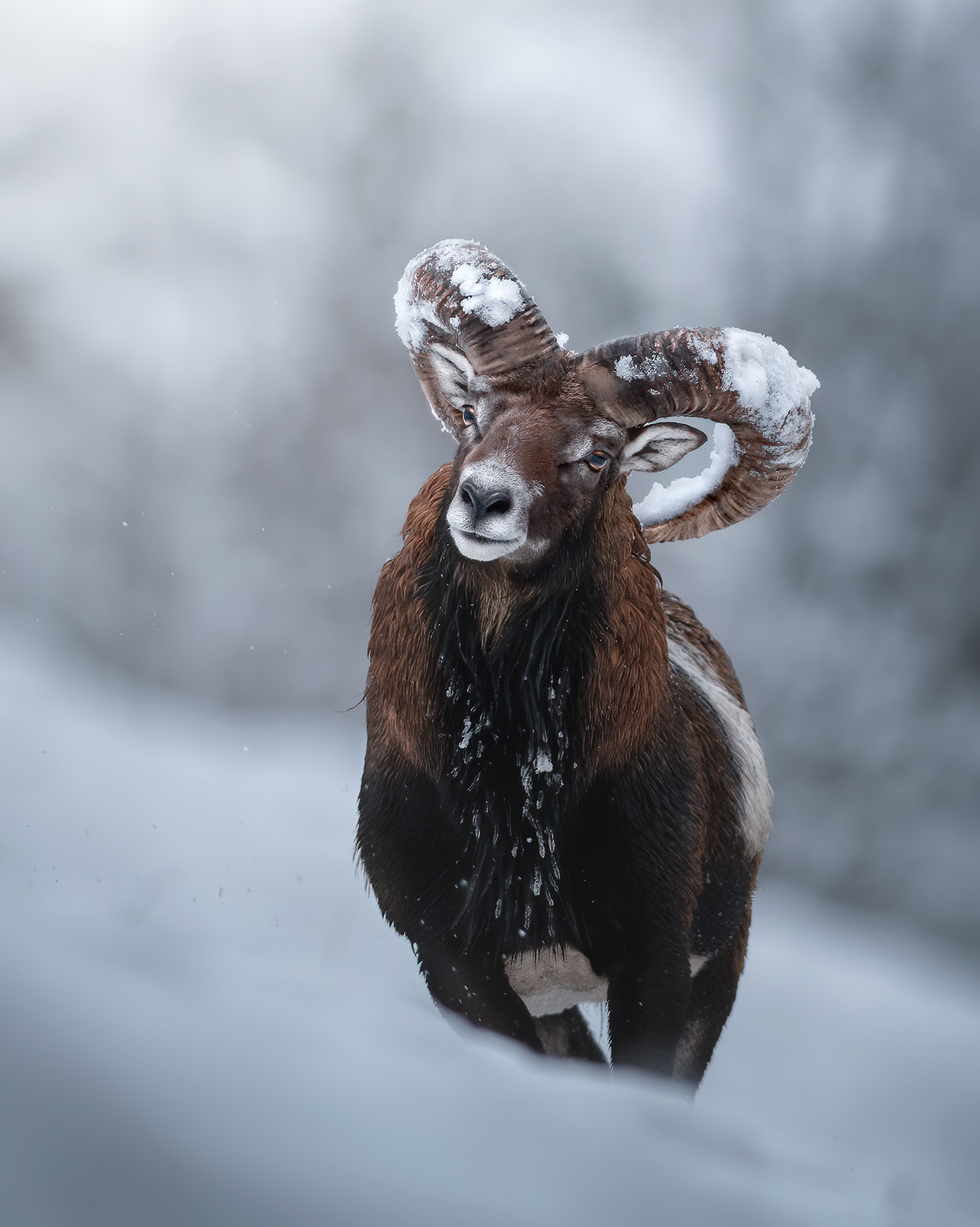 Mouflon and snow, is there better?...