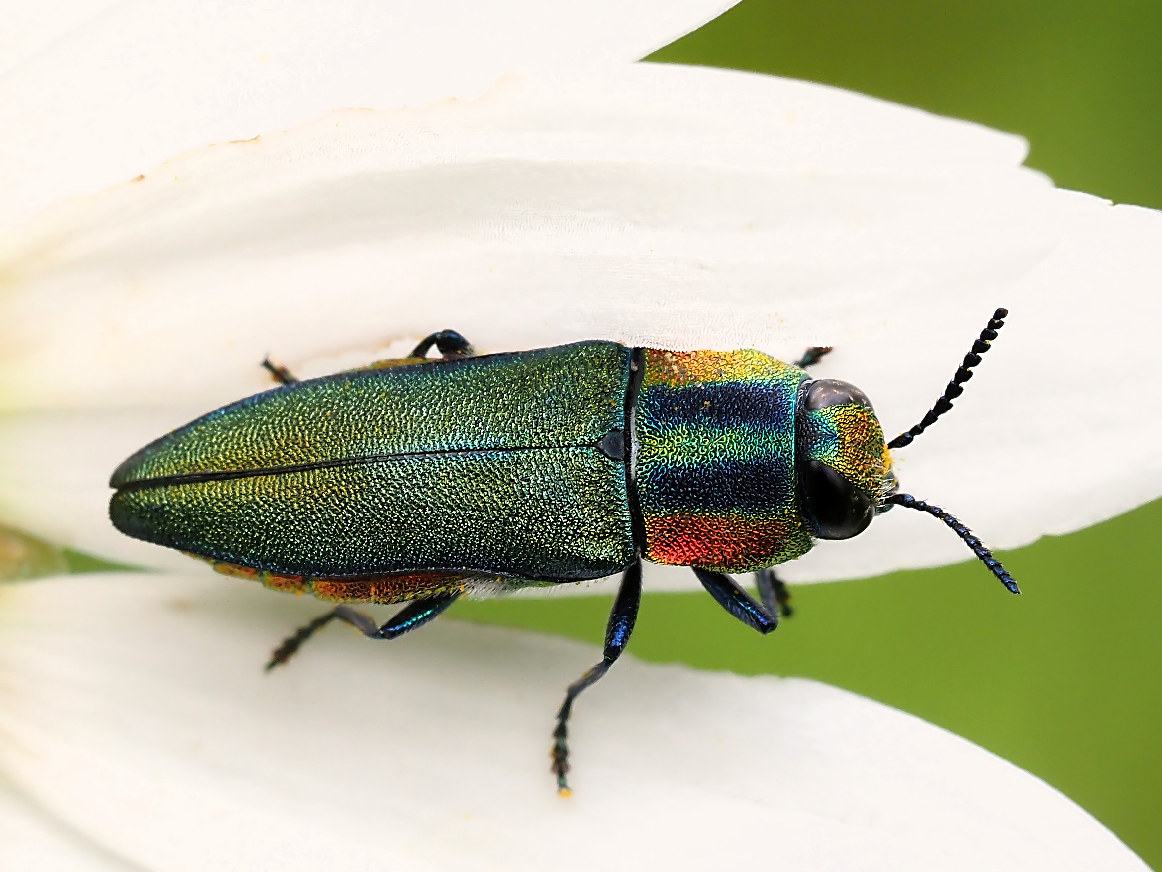 Hungarica hanthaxia...