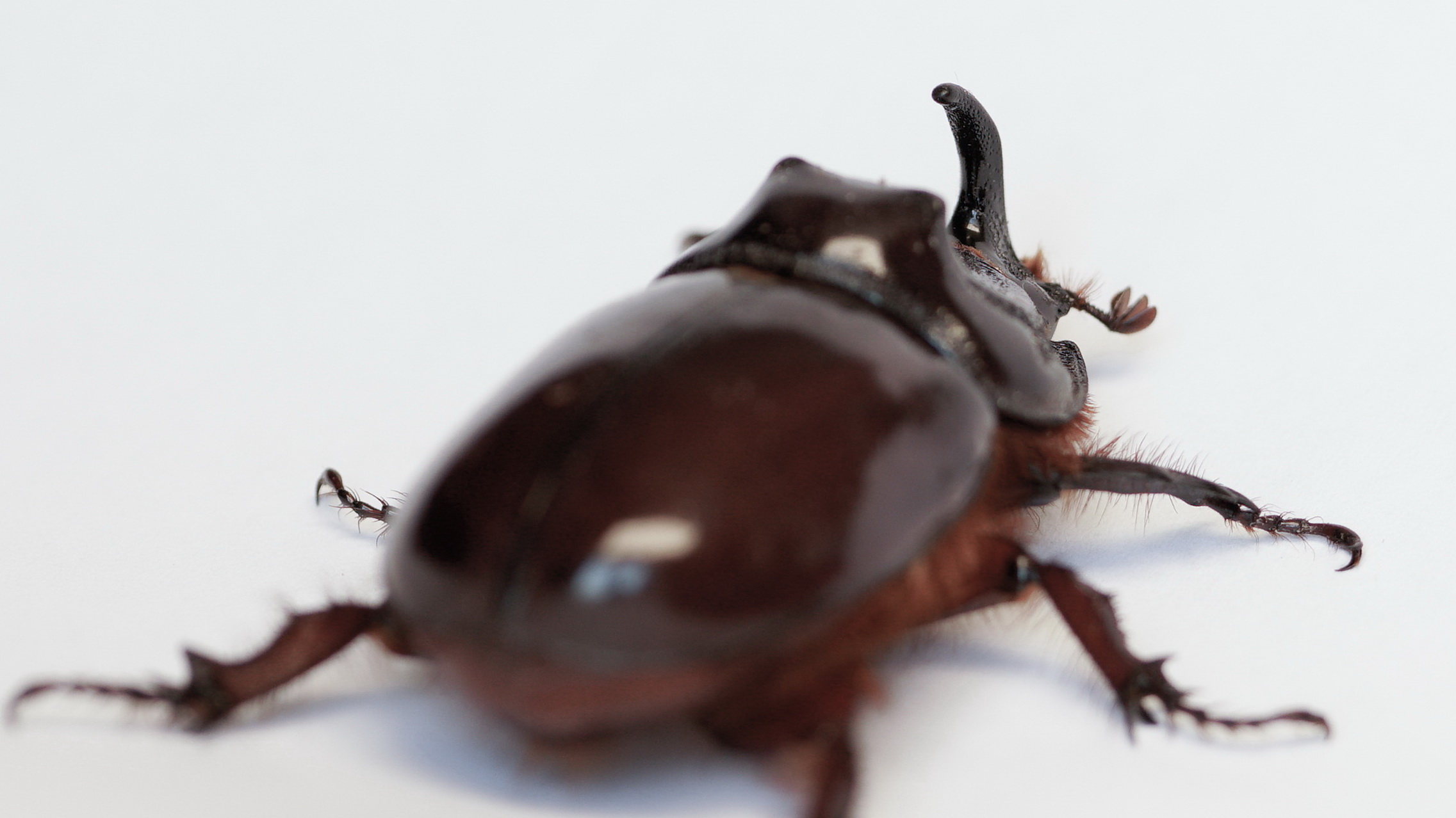 RhinoCeros Beetle 3...