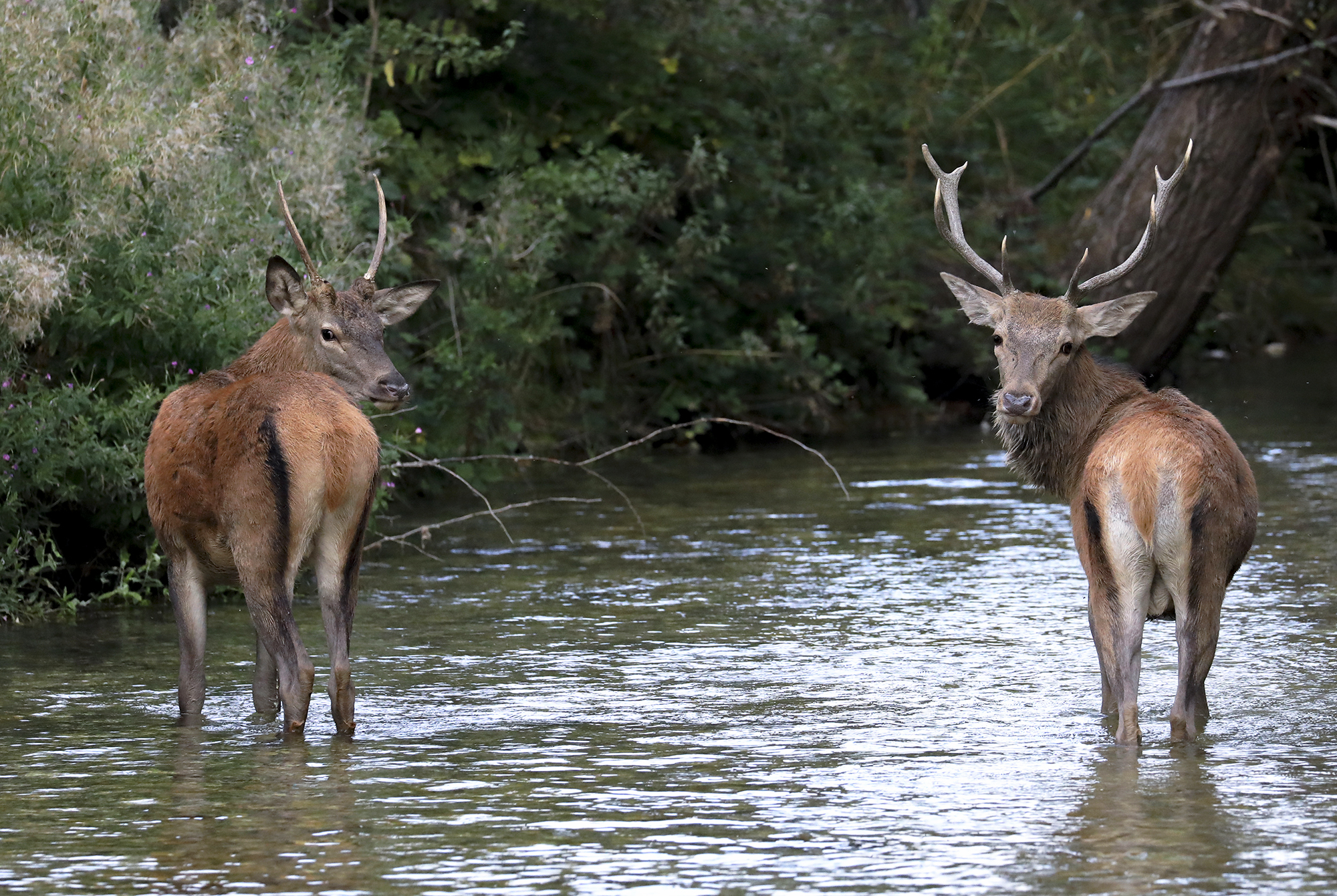 deer on the ford...