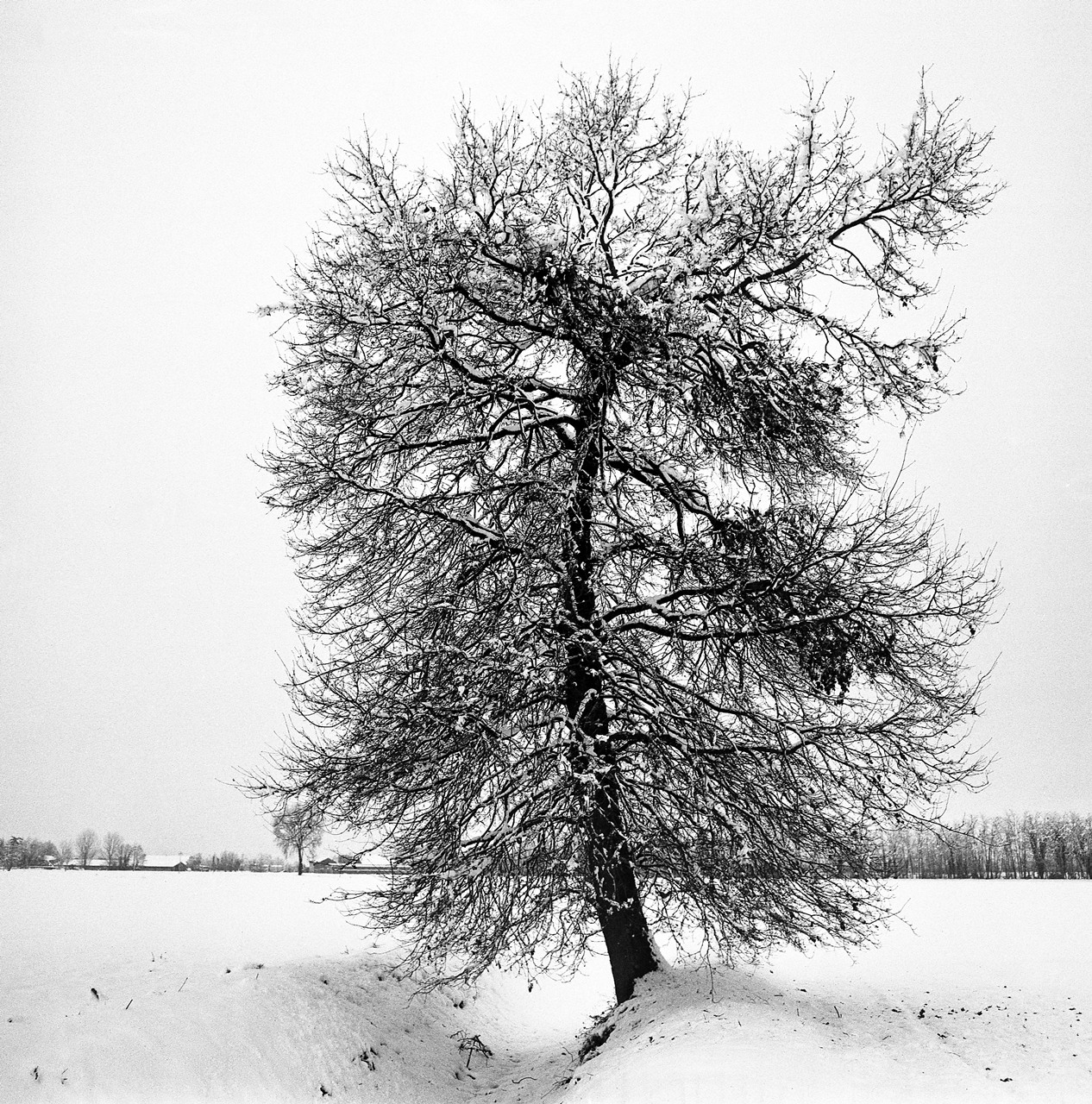 Della Rovere, in the snow ;/)...