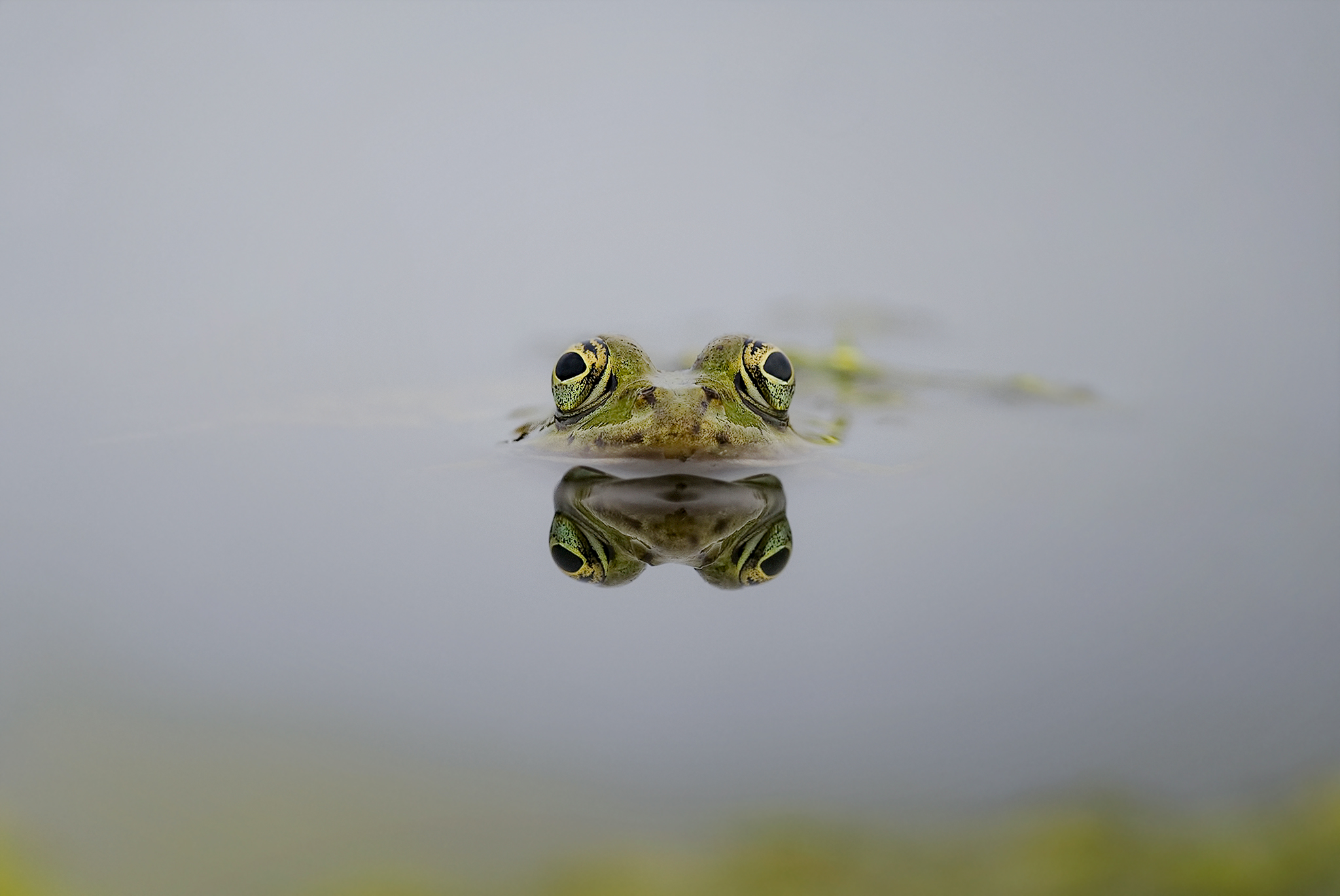 Frog...