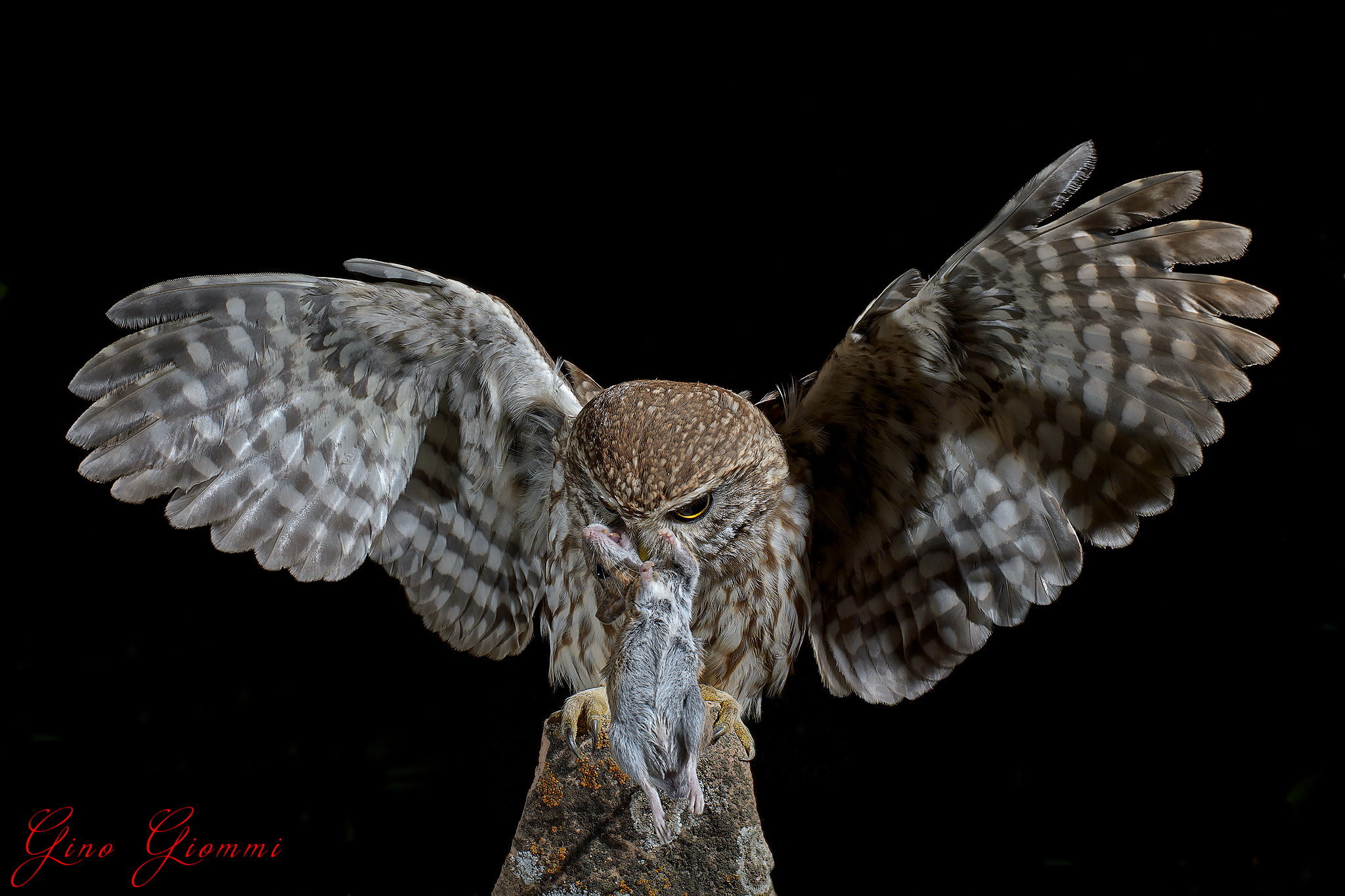 Owl with prey ...