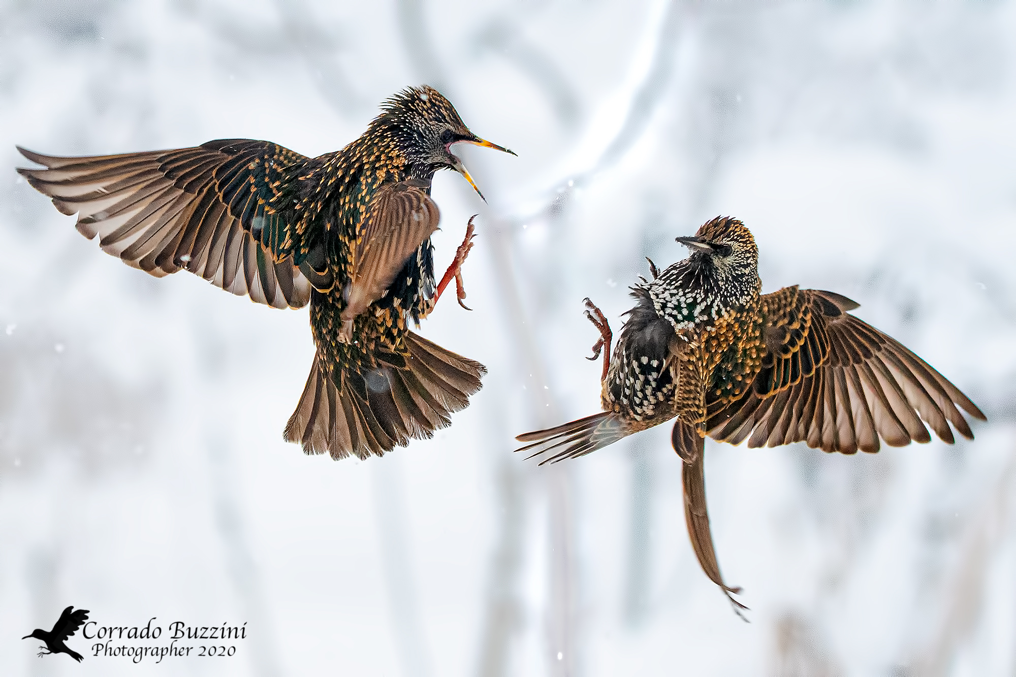 Quarrel at altitude between starlings...