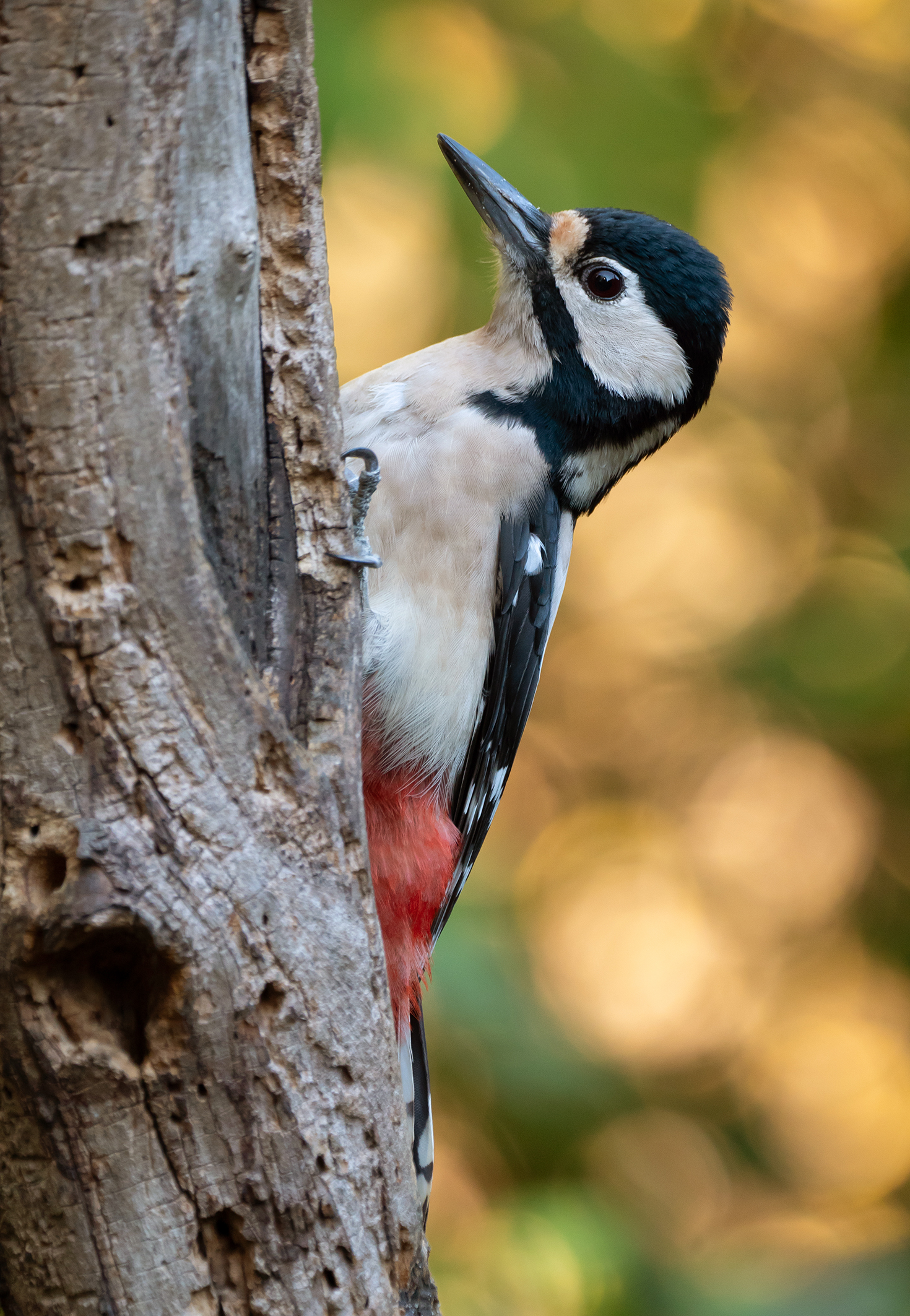 Greater Female Red Woodpecker...