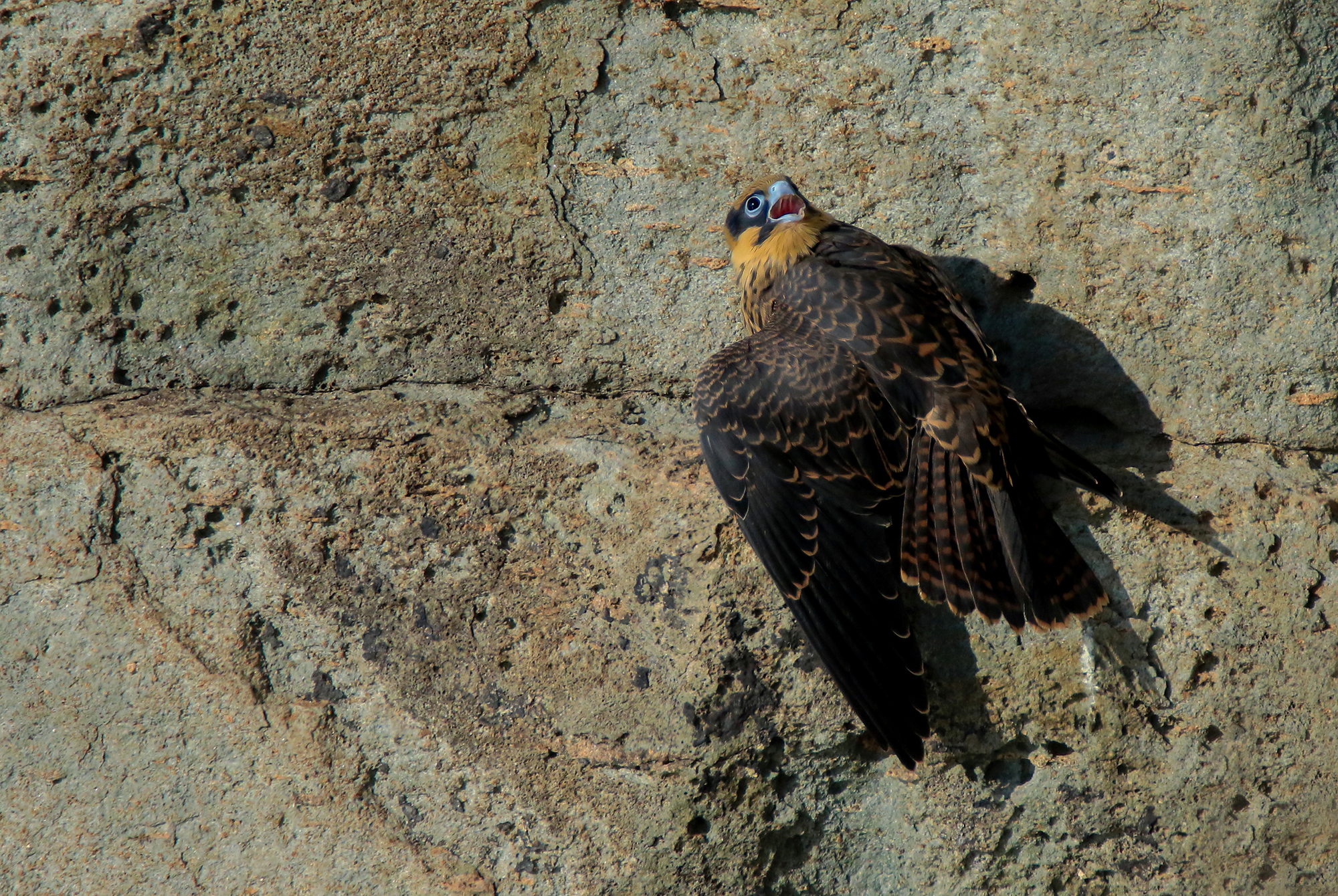 Queen's Falcon poised on the chasm...