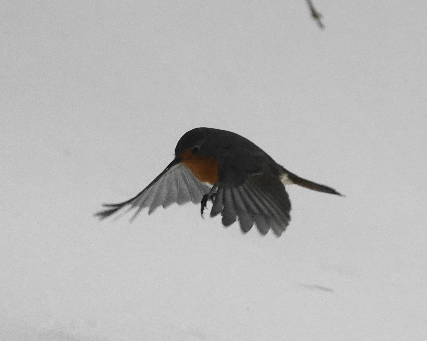 robin in flight...