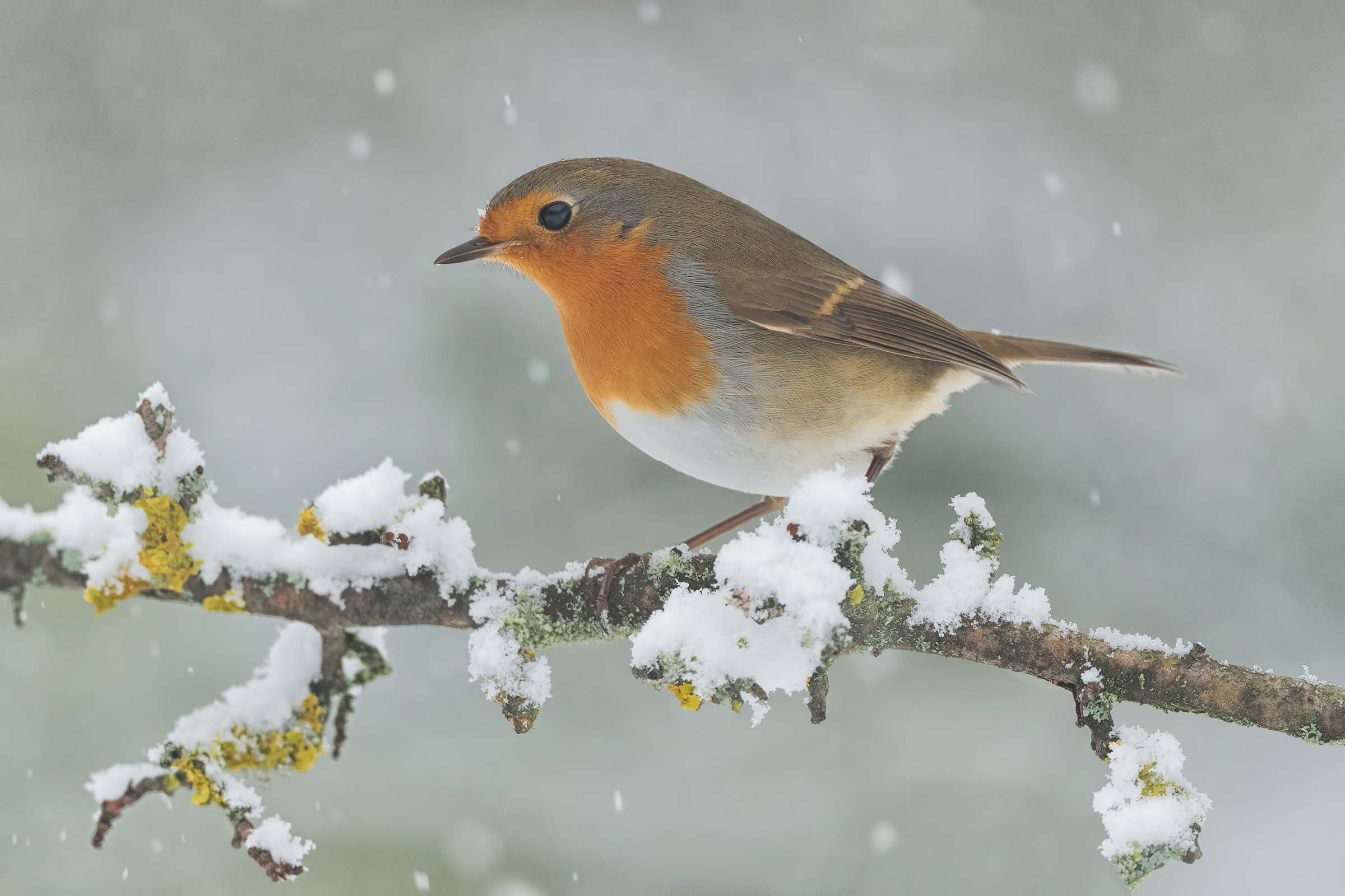 The Robin under the Snow...