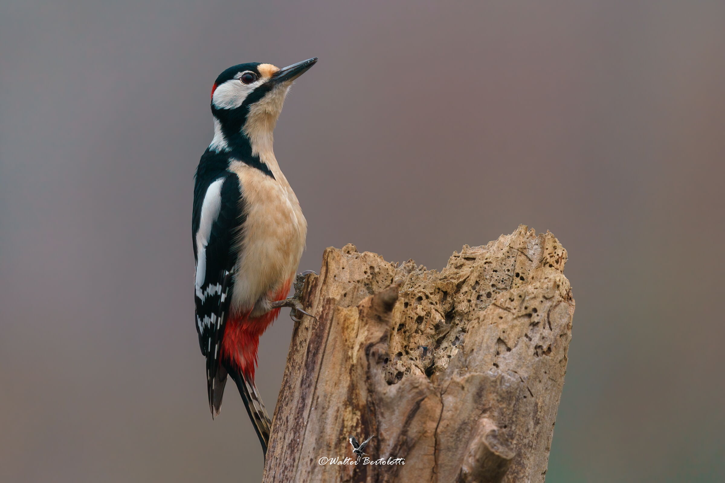 the red woodpecker posing...