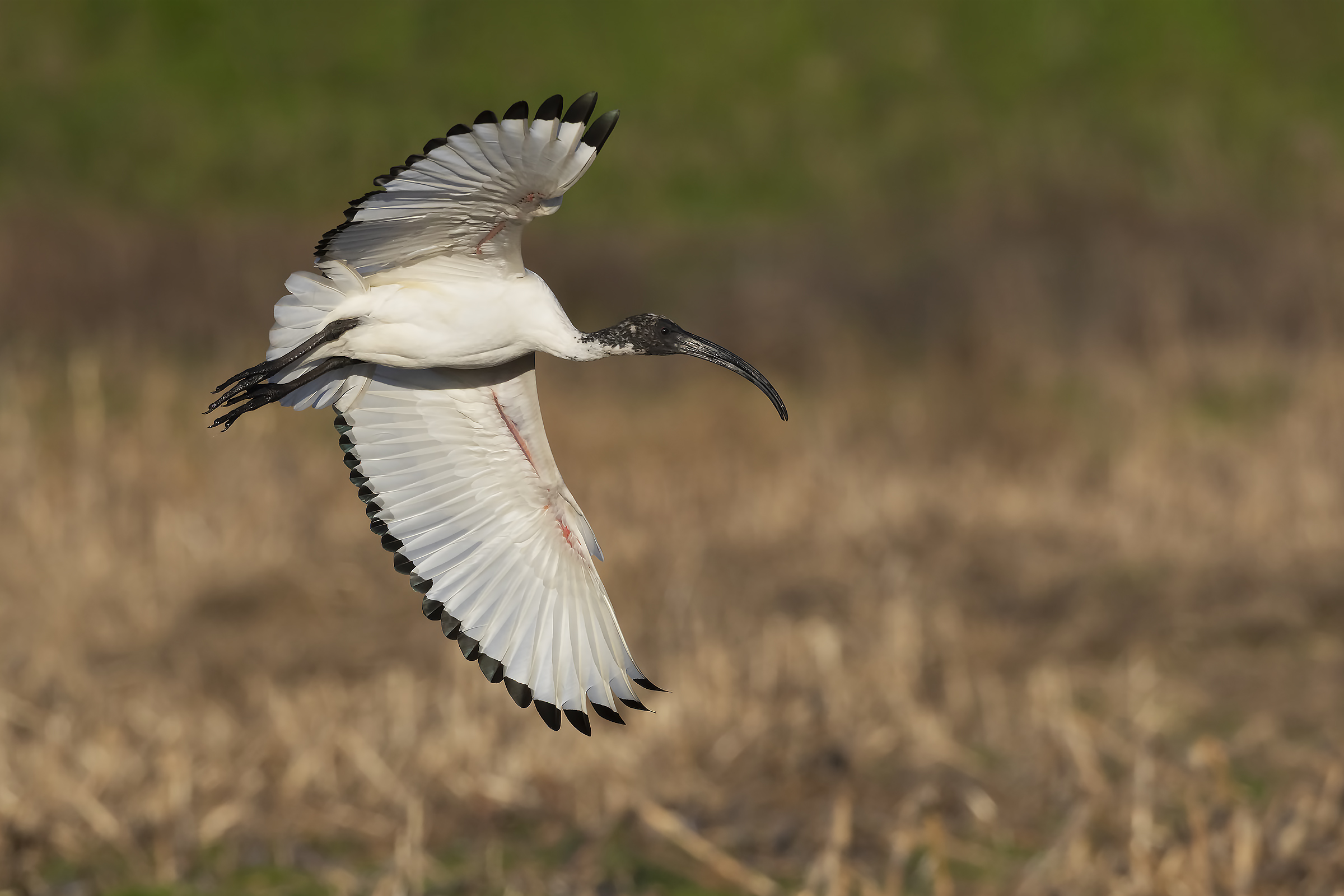 The turn of the sacred Ibis ...