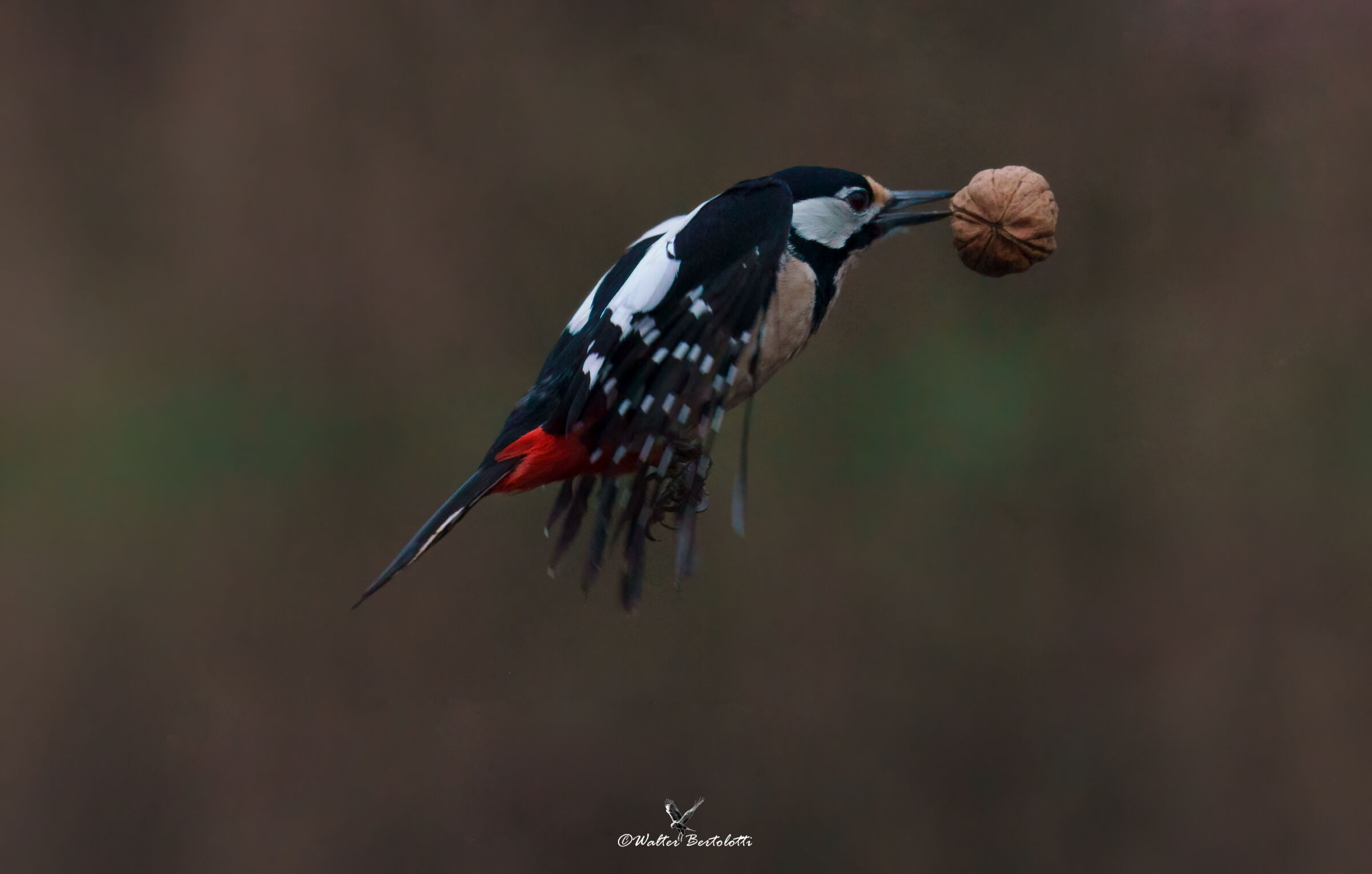 the woodpecker and walnut...