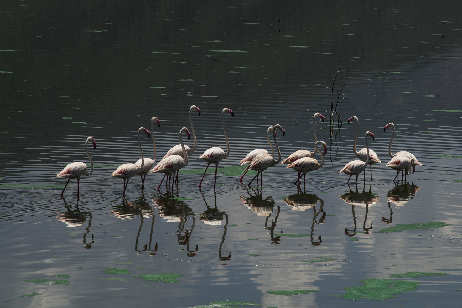 Flamingos reflections...