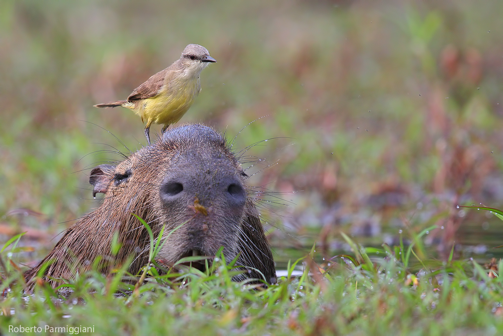 Capibara and the Cheer...
