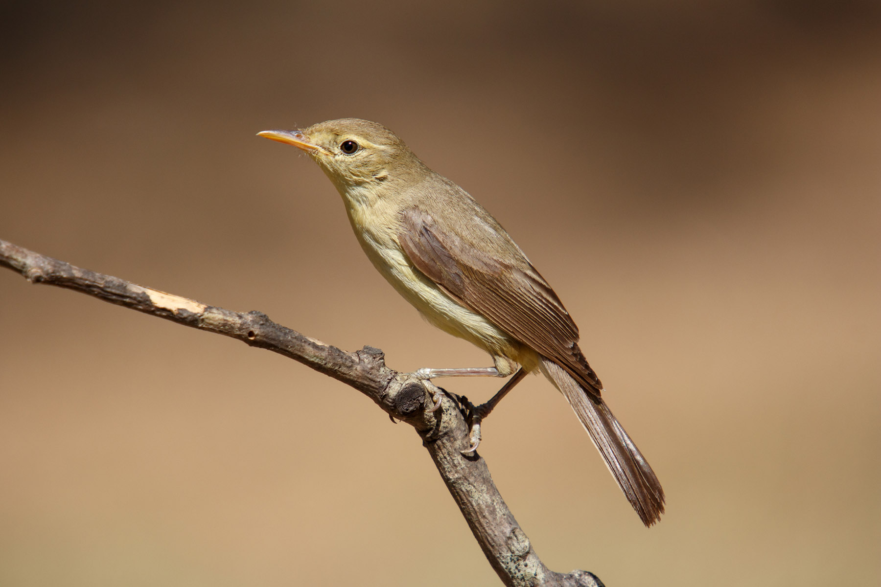 Melodious warbler...