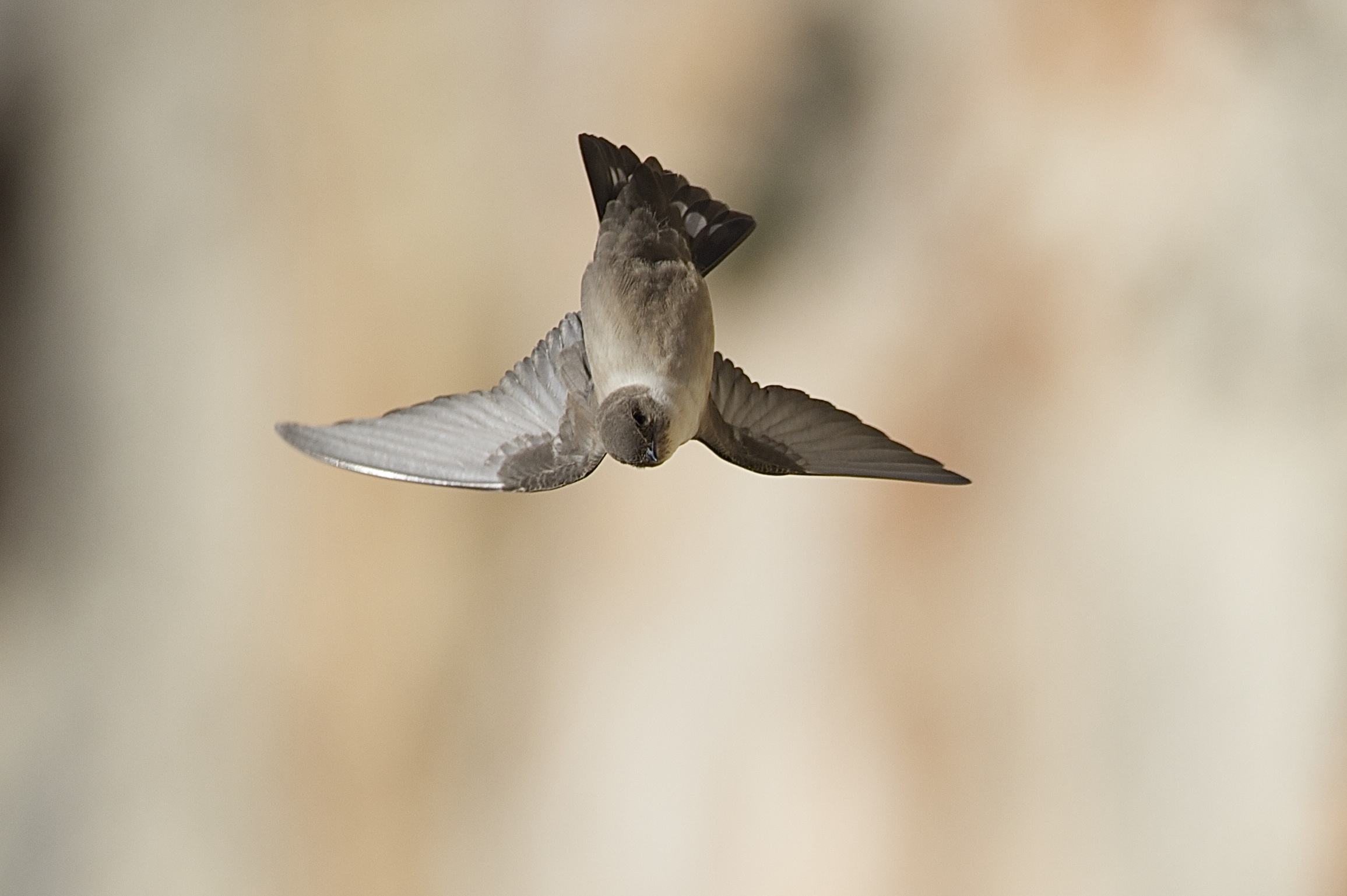 mountain swallows...