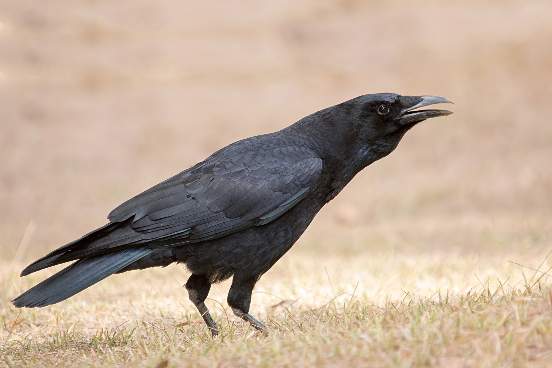Carrion crow...