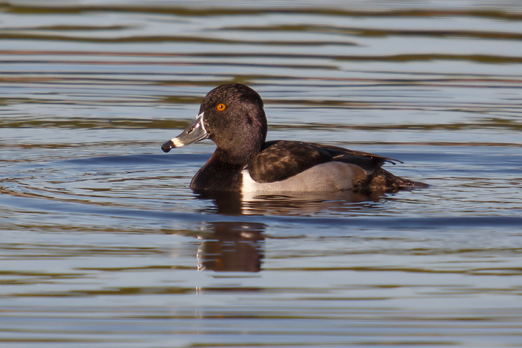 Ring-necked duck...