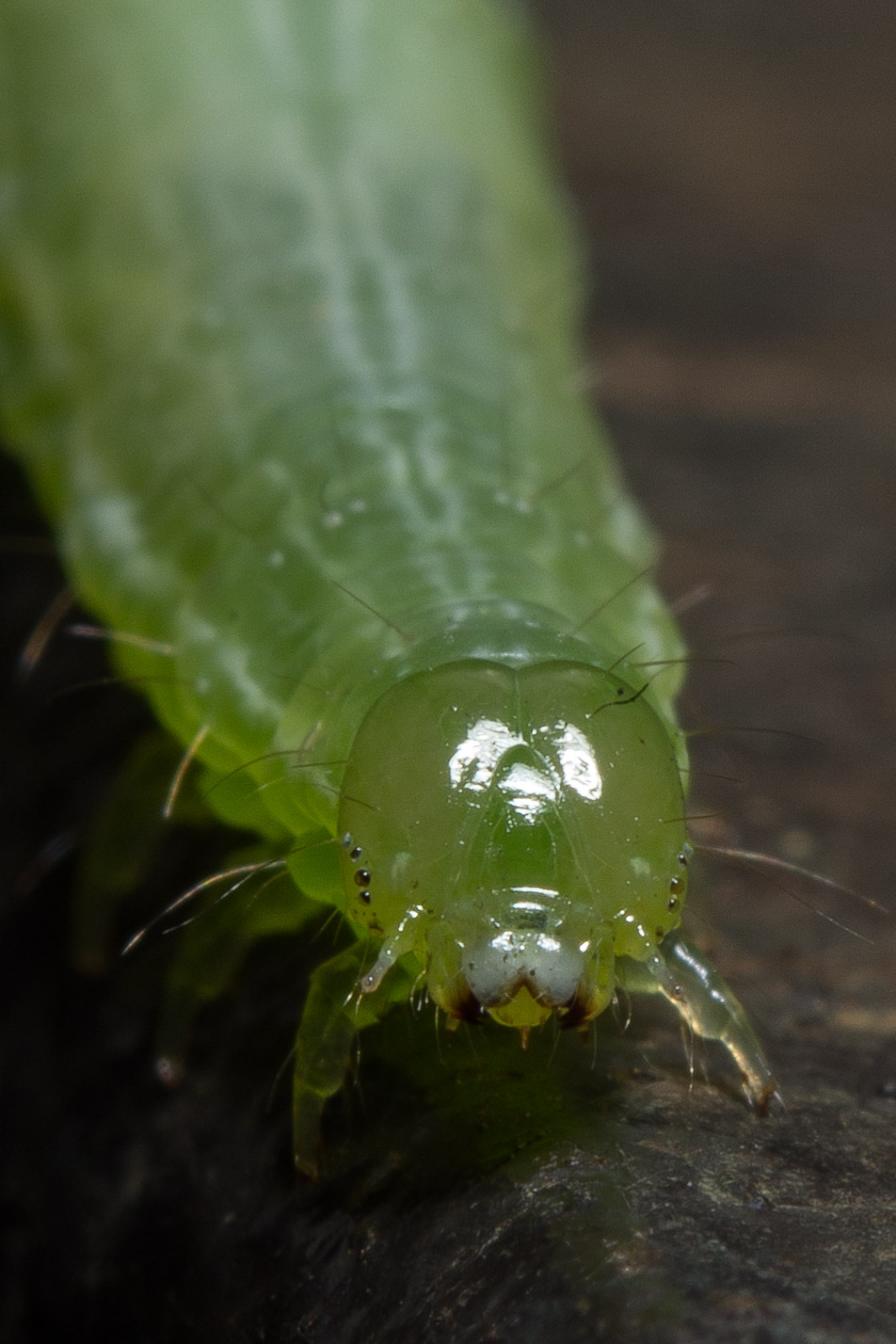 Caterpillar face...