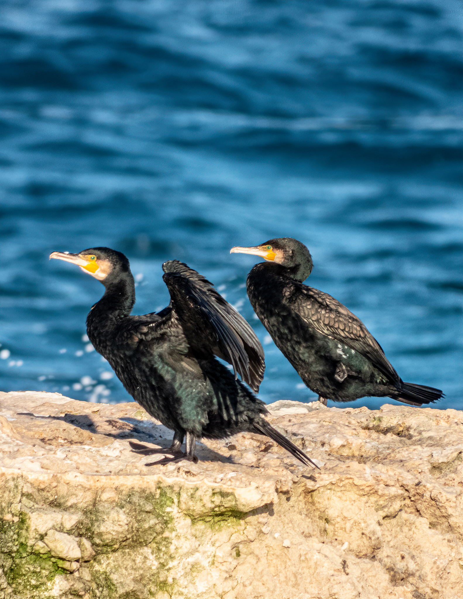 Proloding cormorants...