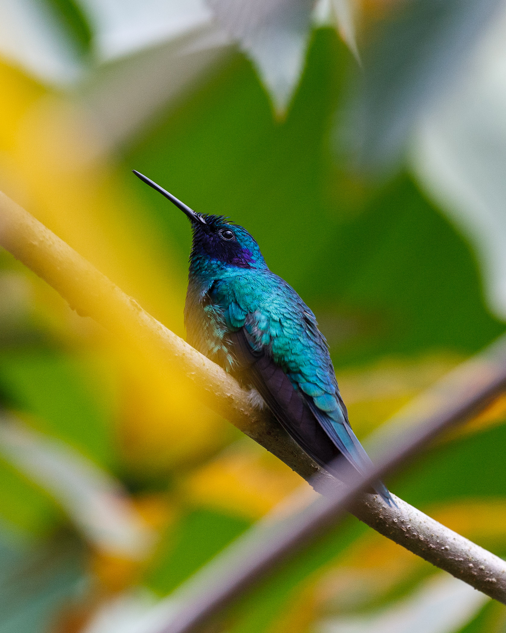 "Sapphire Hummingbird"...