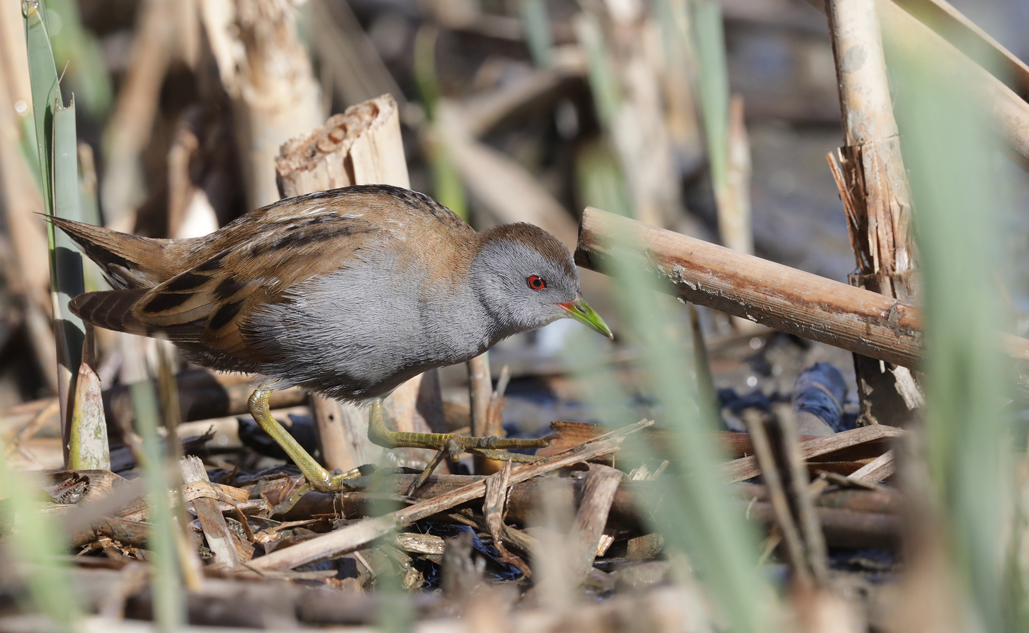 in the thick of the reed, crake...