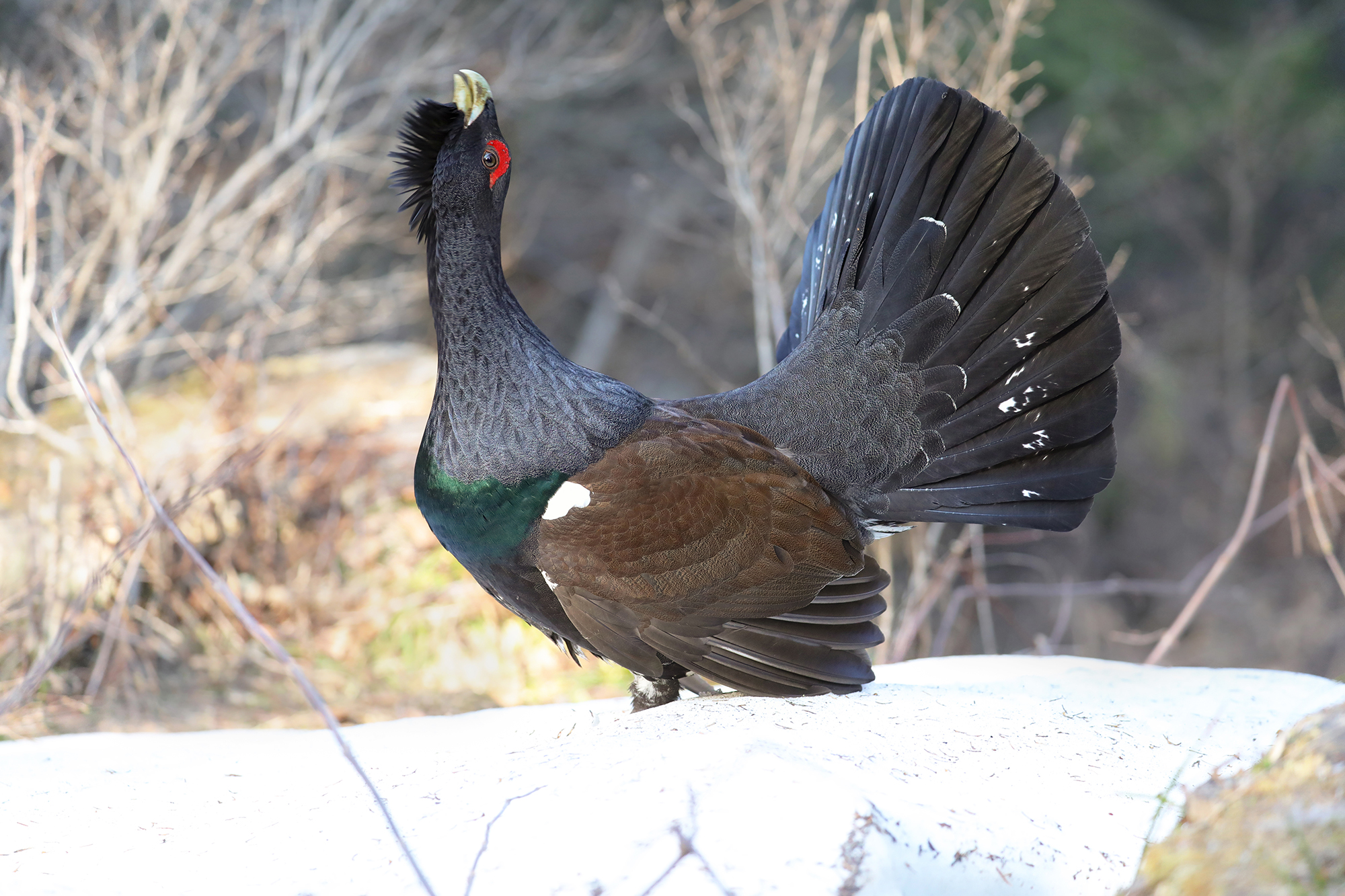 at the height of excitement, capercaillie...