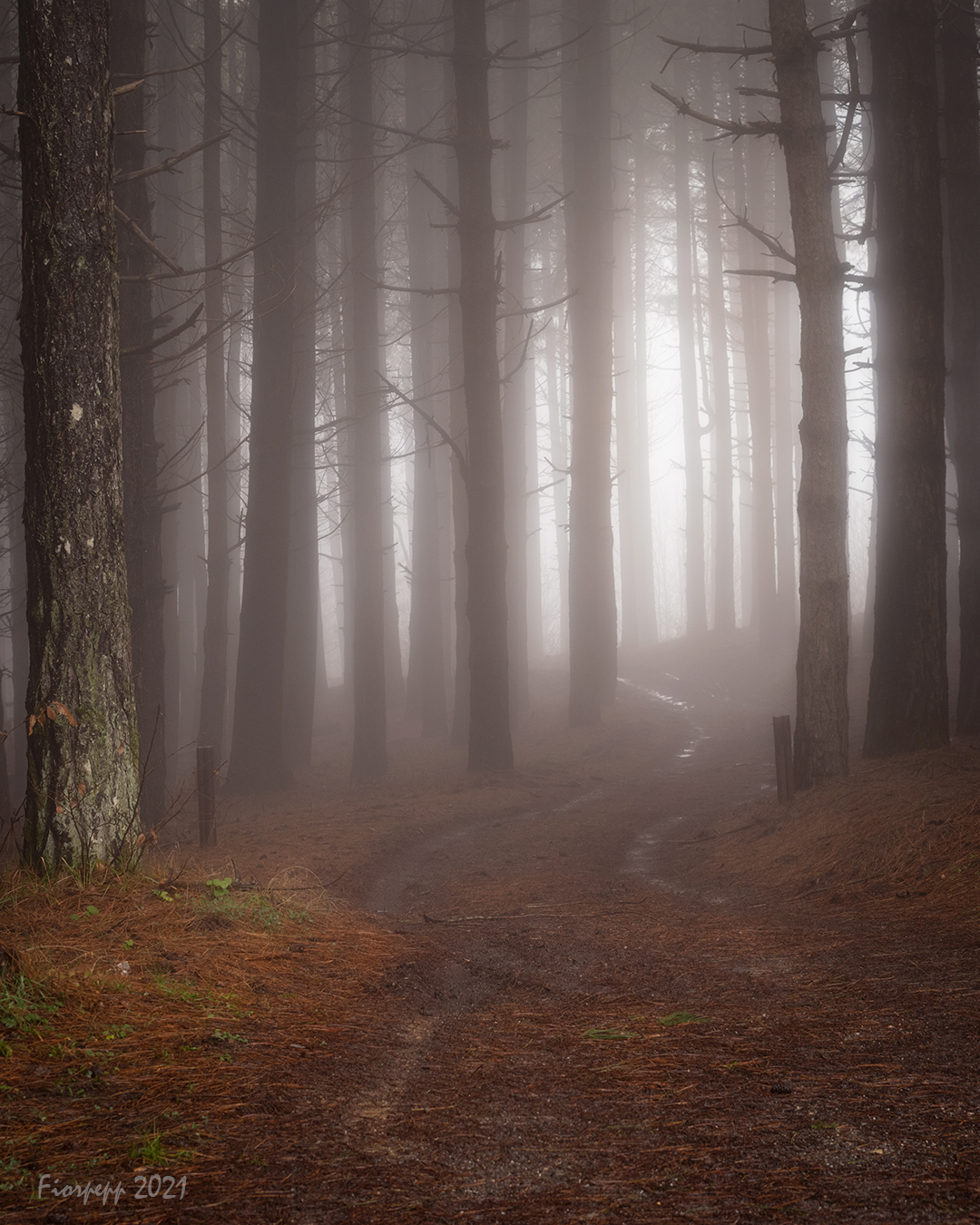 Wood in the Mist...