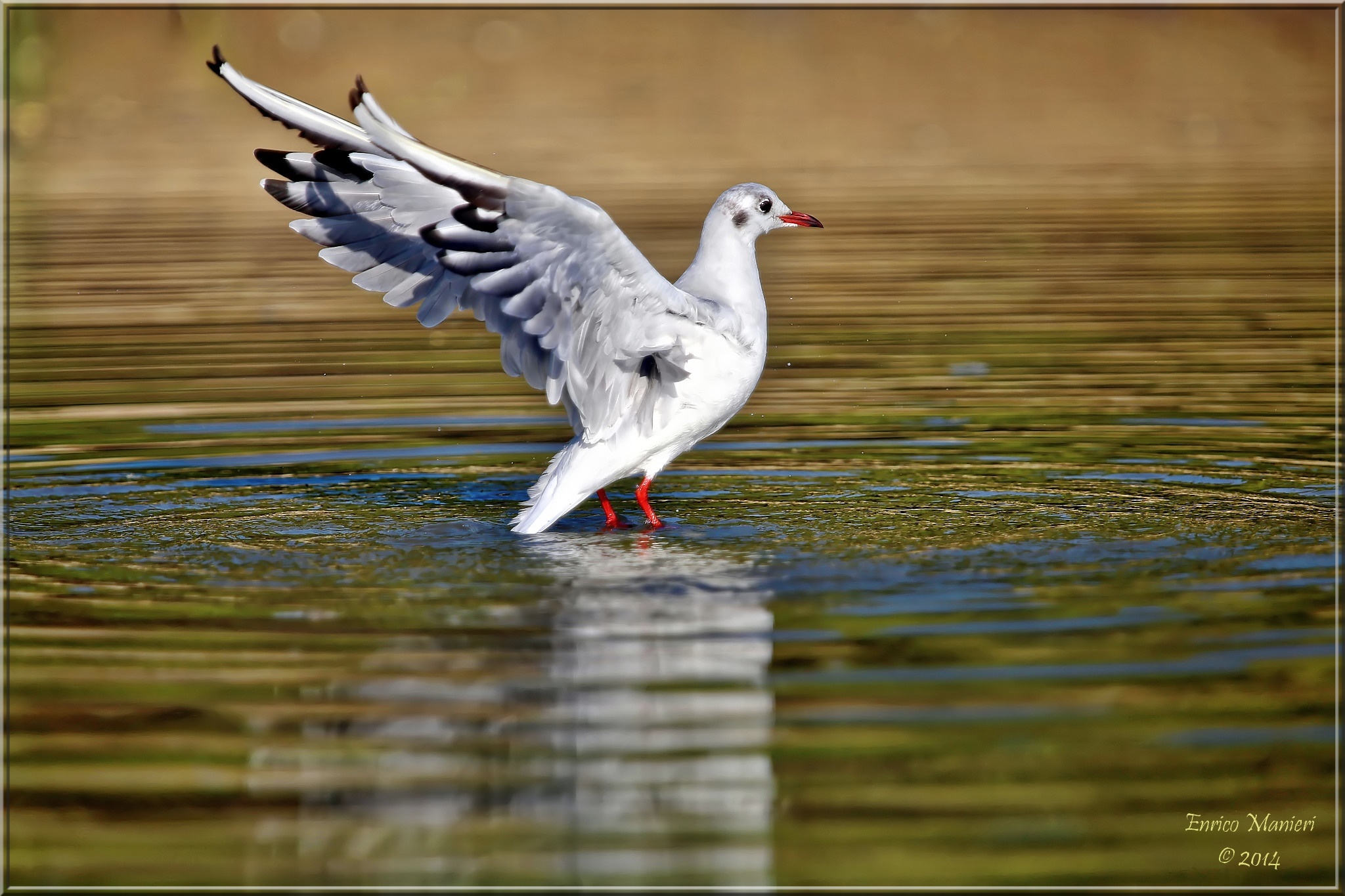 Watering gull...