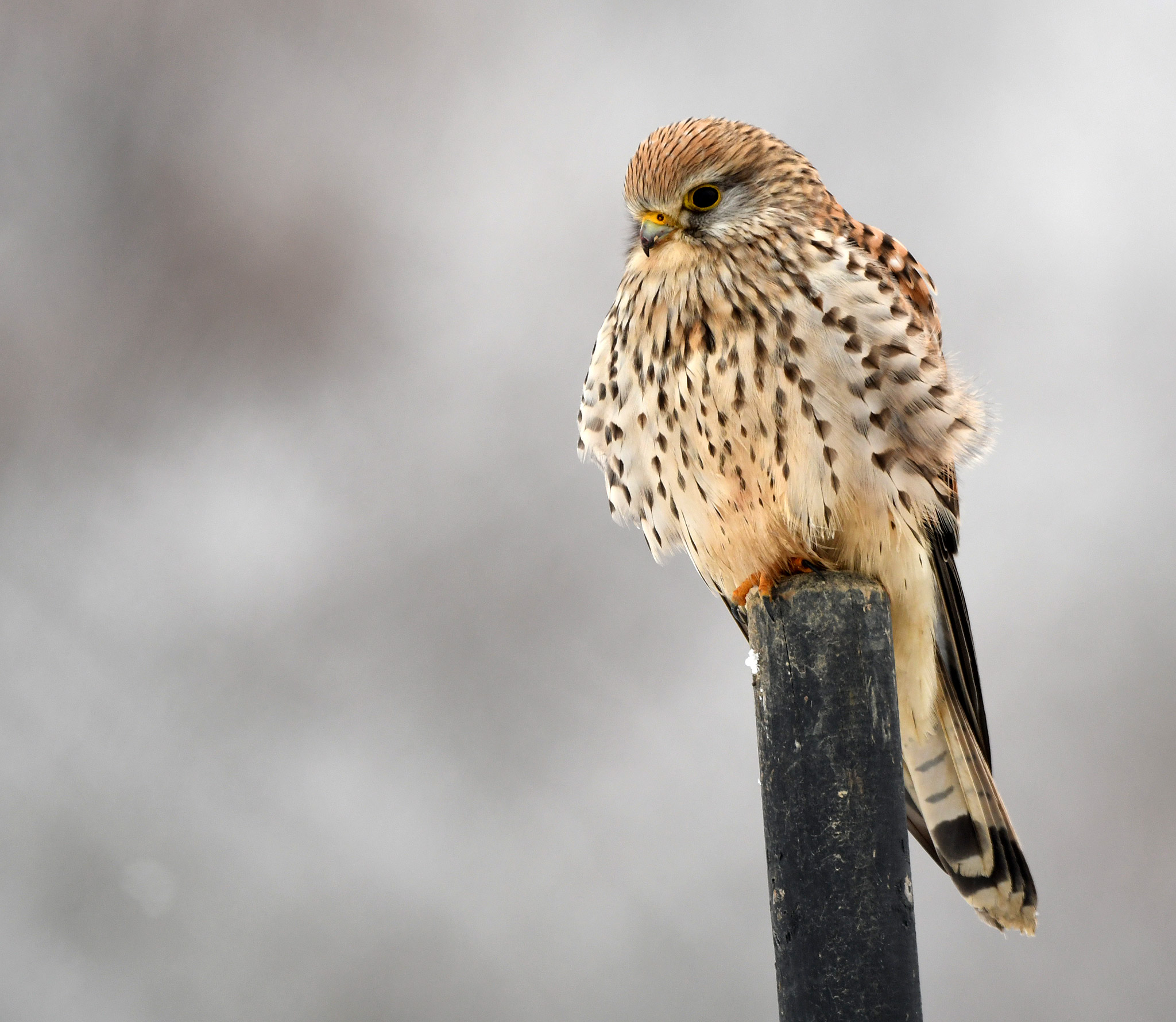 Falco tinnunculus femmina...