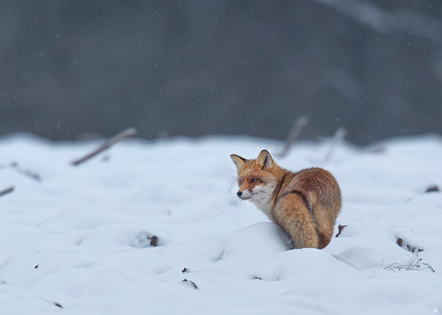 Hunting fox...