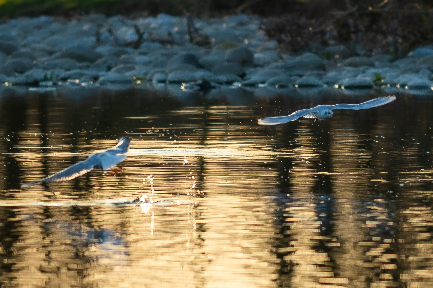 seagulls-river brembo...