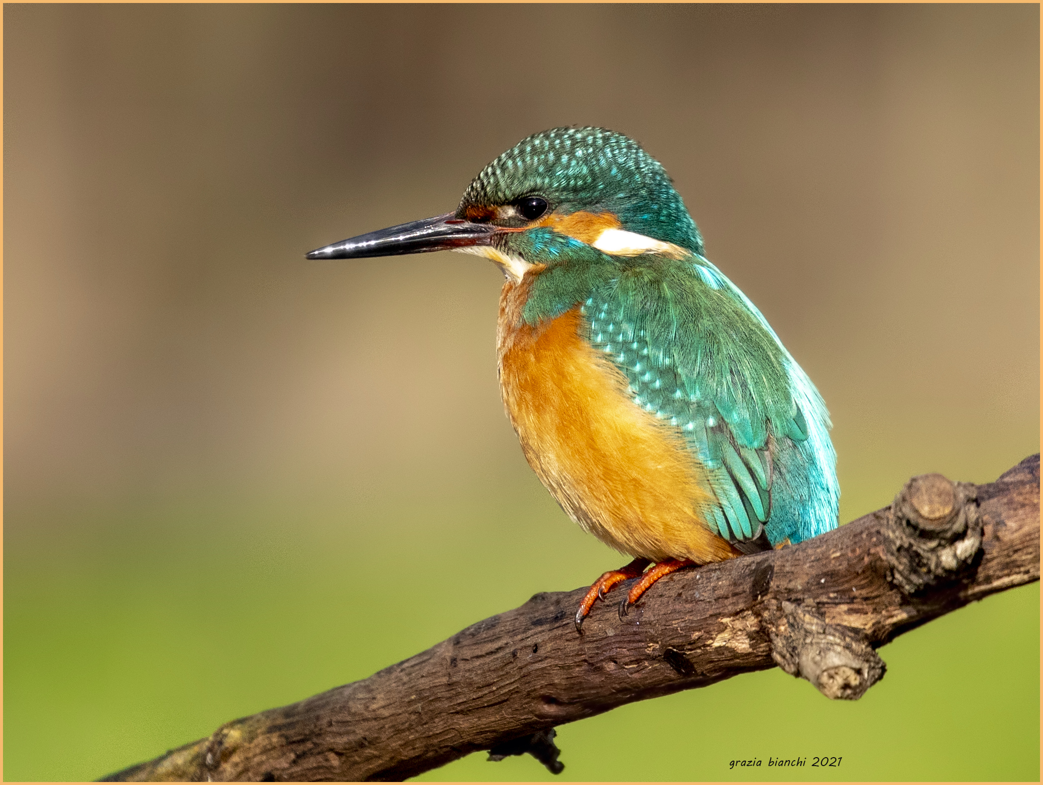 Kingfisher (Alcedo atthis) Piana Park...