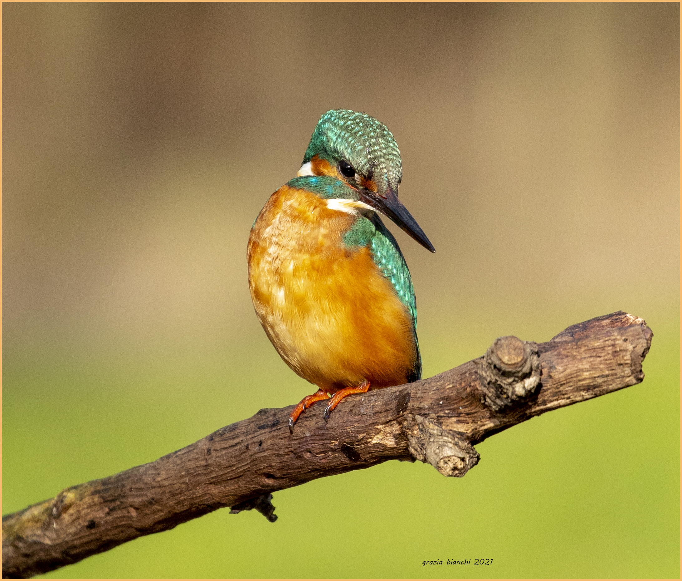 Kingfisher (Alcedo atthis) Piana Park...