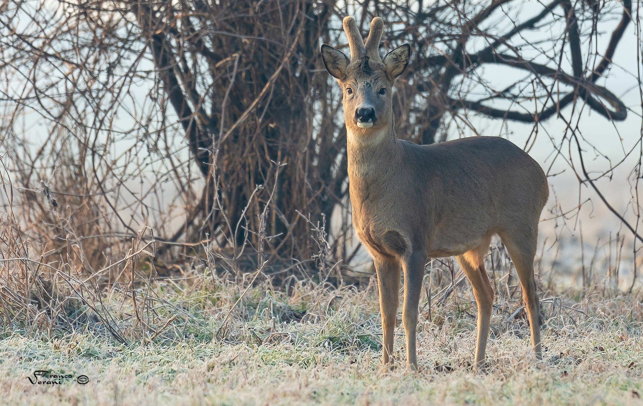Male Roe deer...
