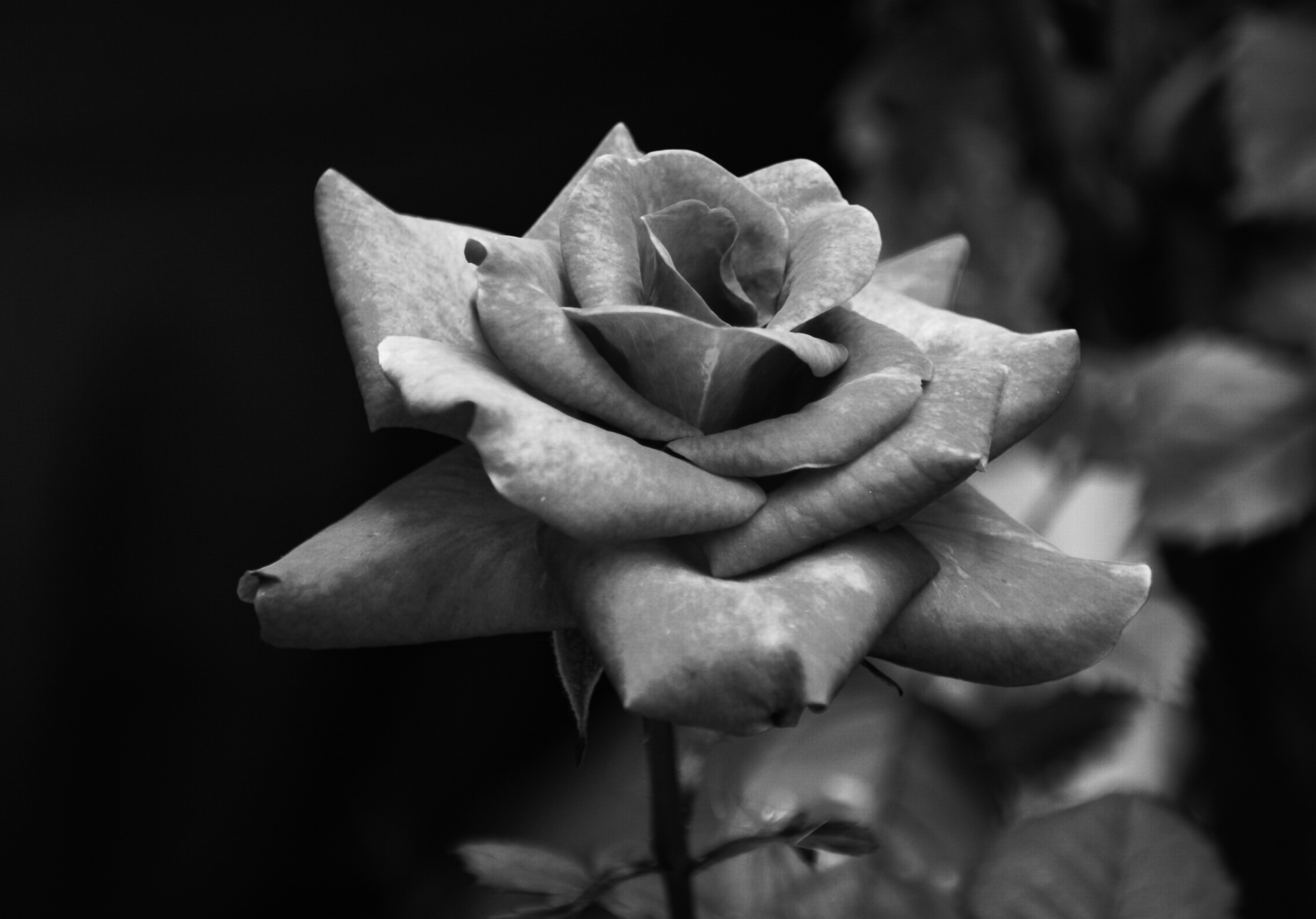 La rosa in bianco e nero...