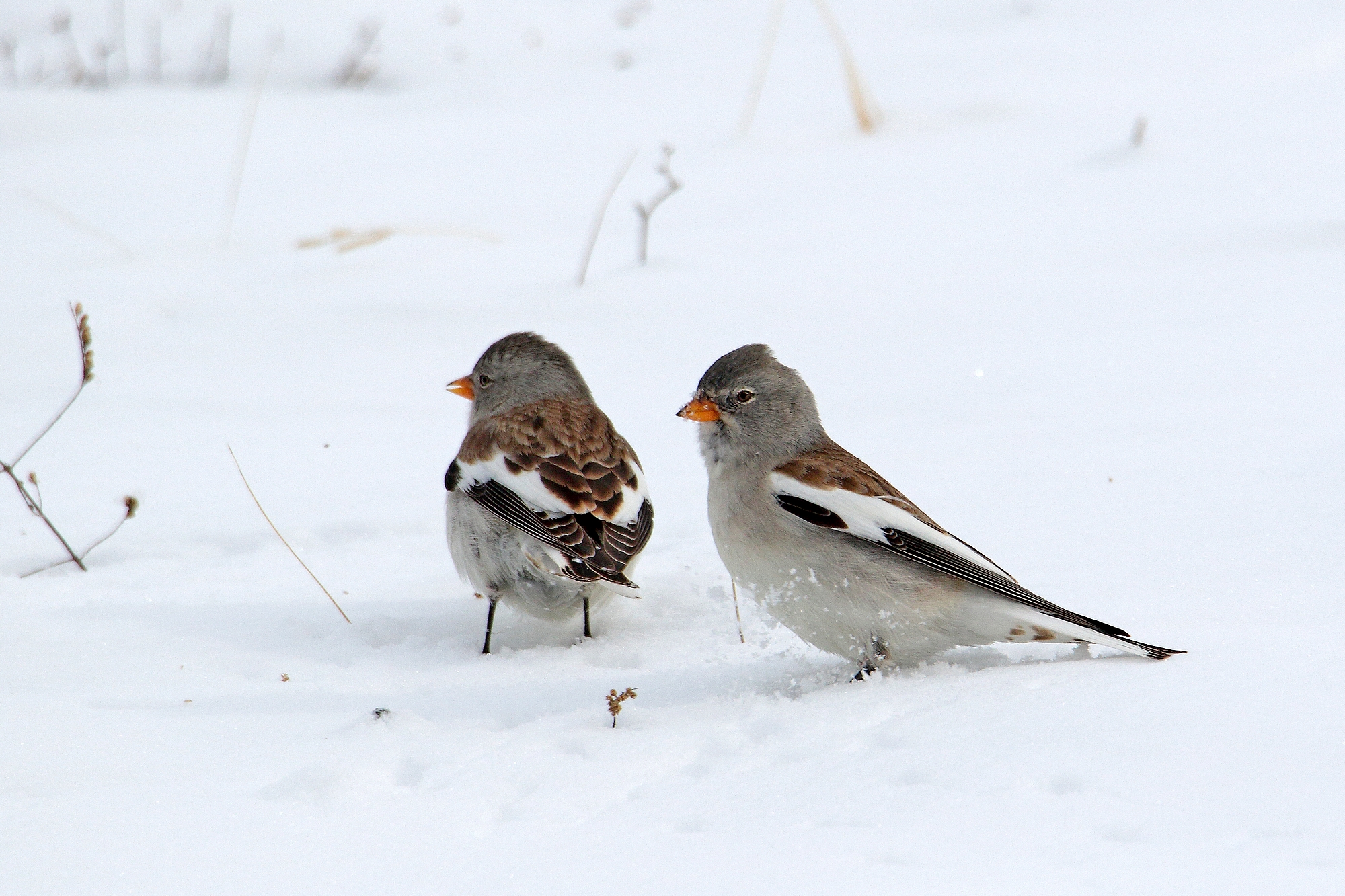 alpine finches in the snow...