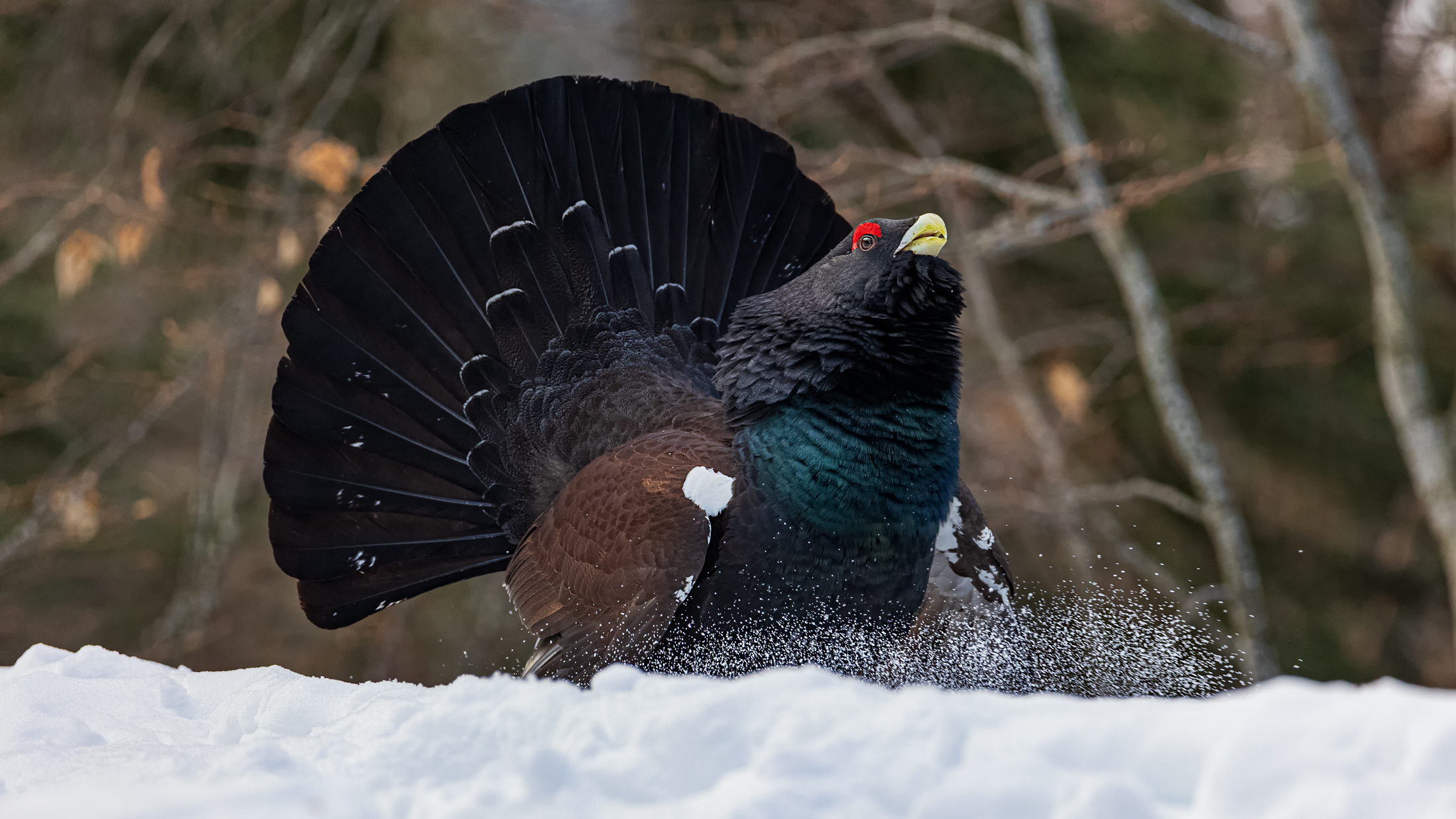 Capercaillie in all its splendor....