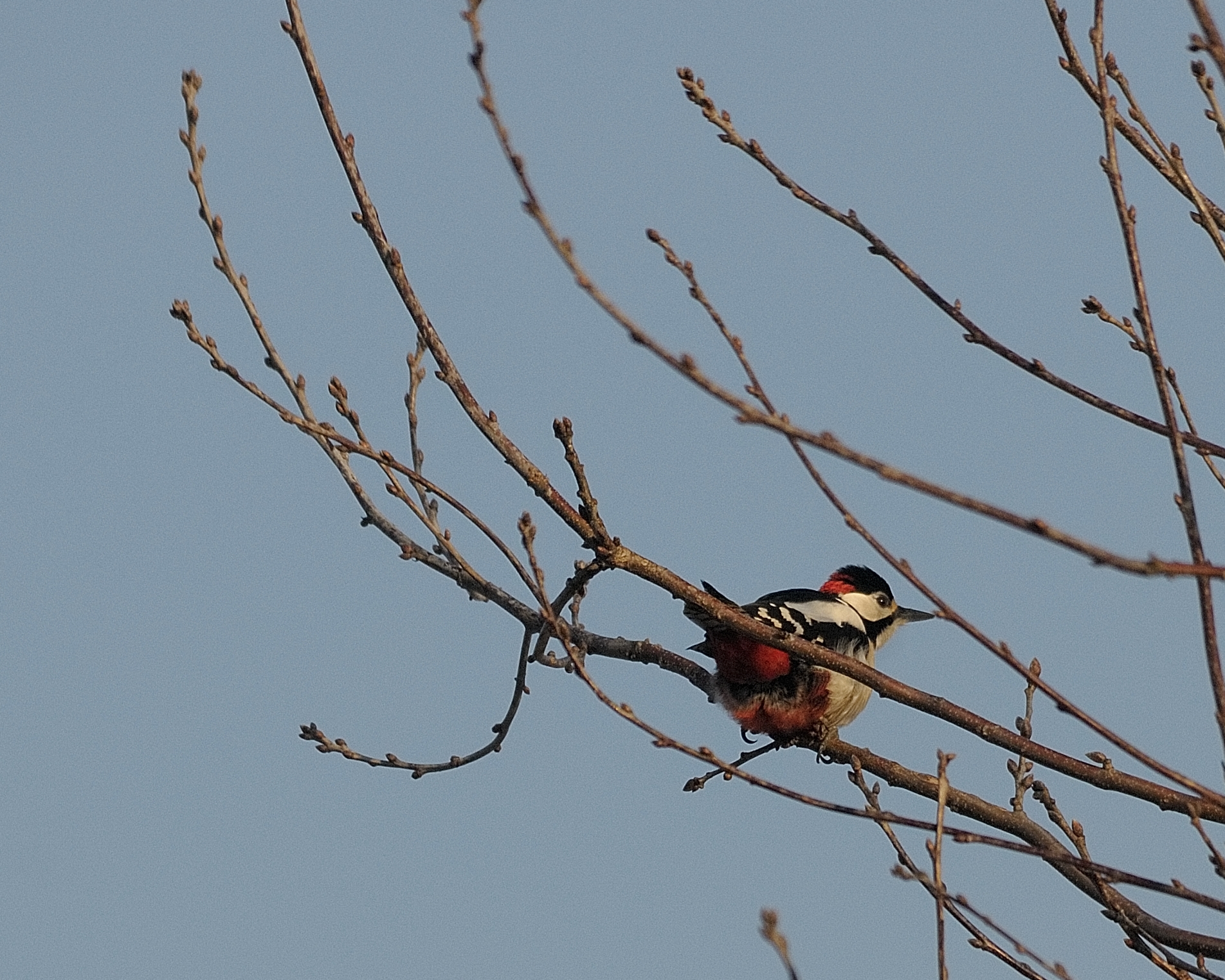 Red Woodpecker...