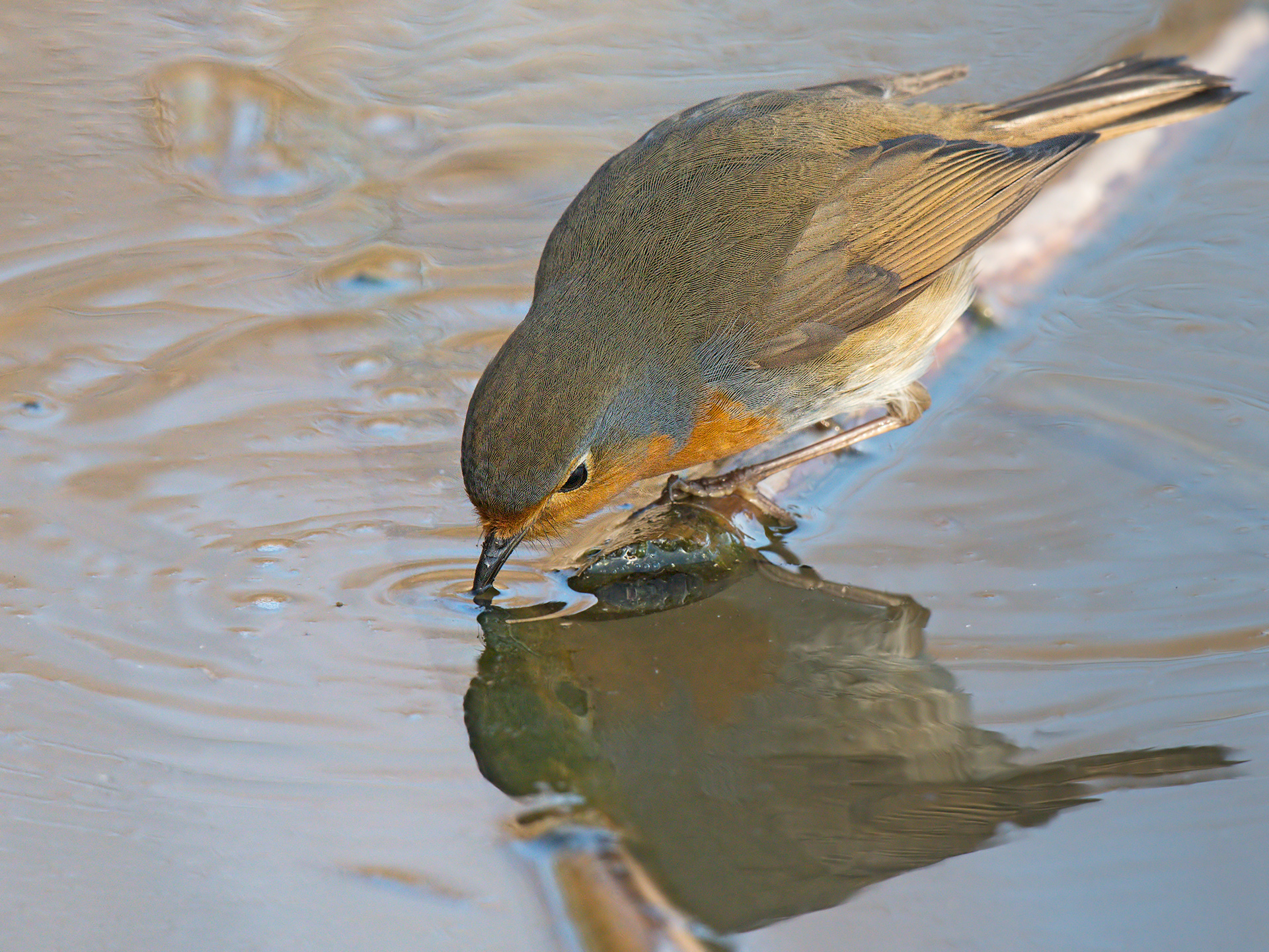 Watering robin...