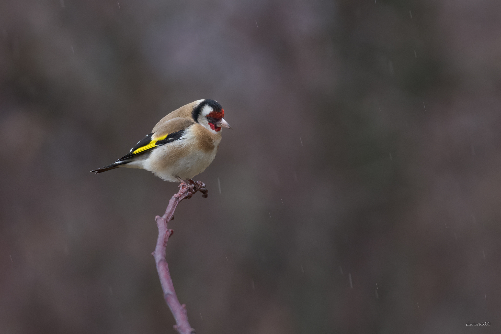 the Goldfinch ...