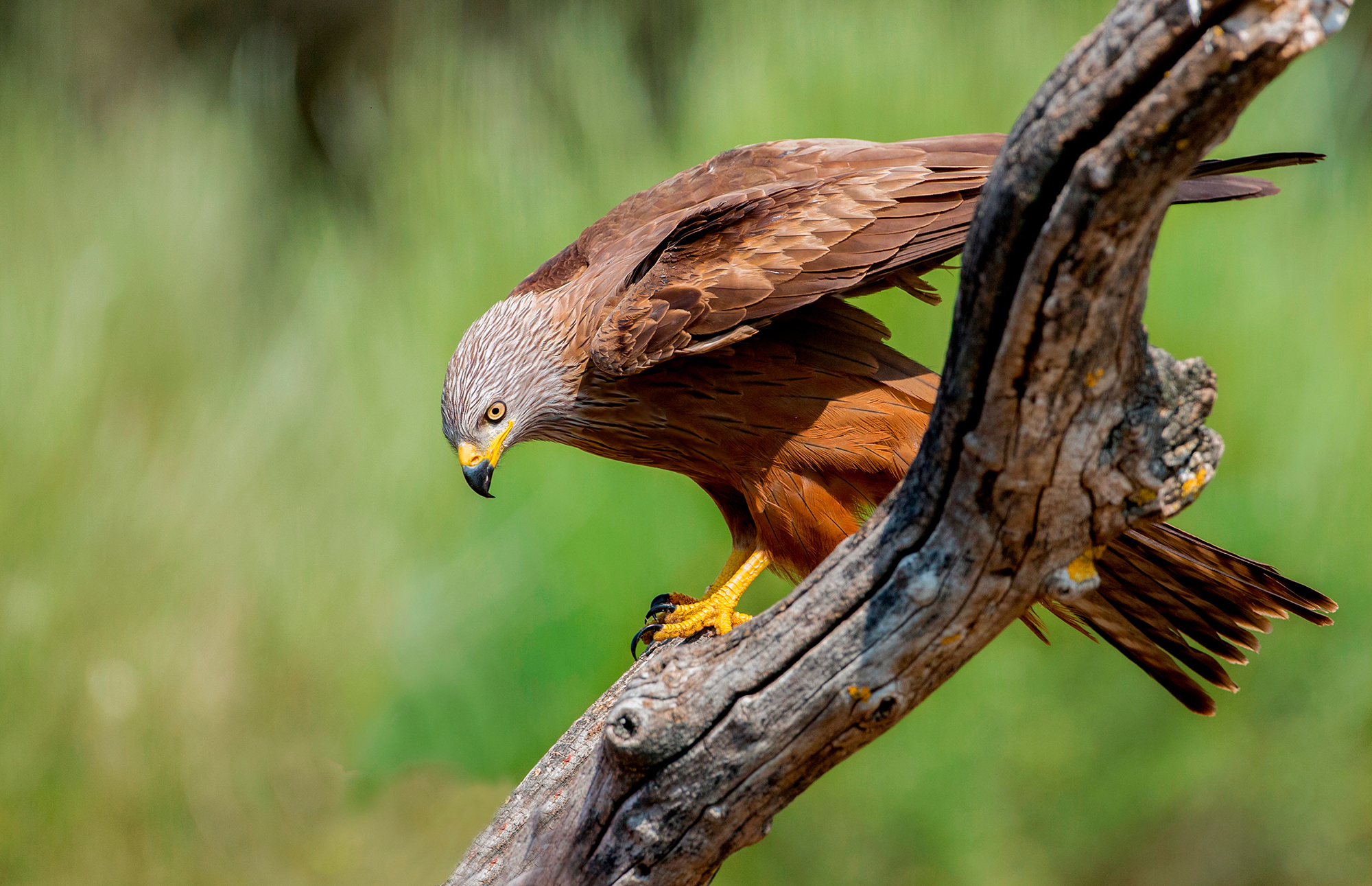 brown kite observes prey...