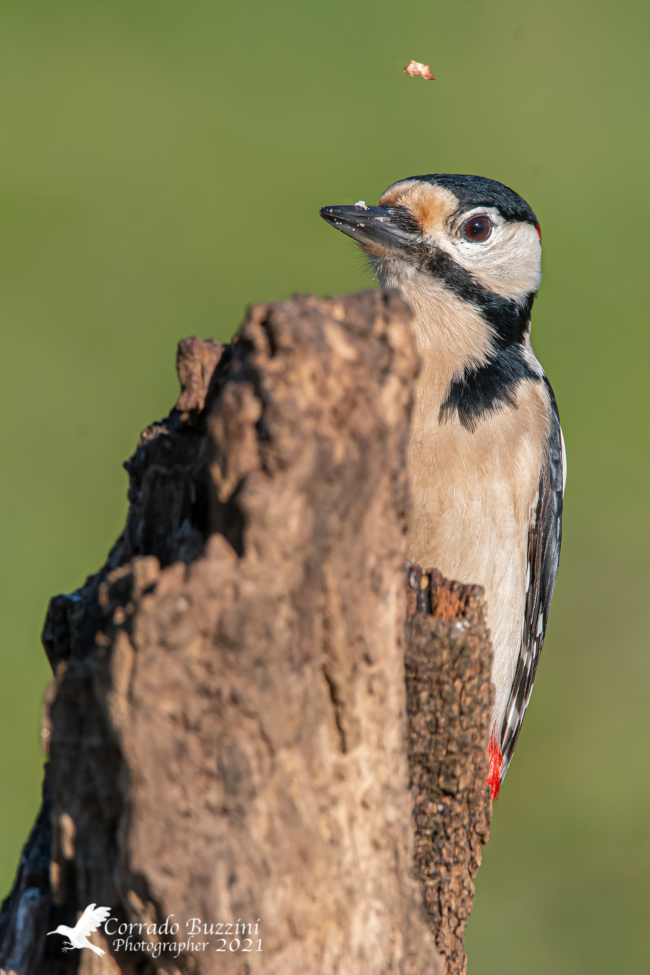 Woodpecker...