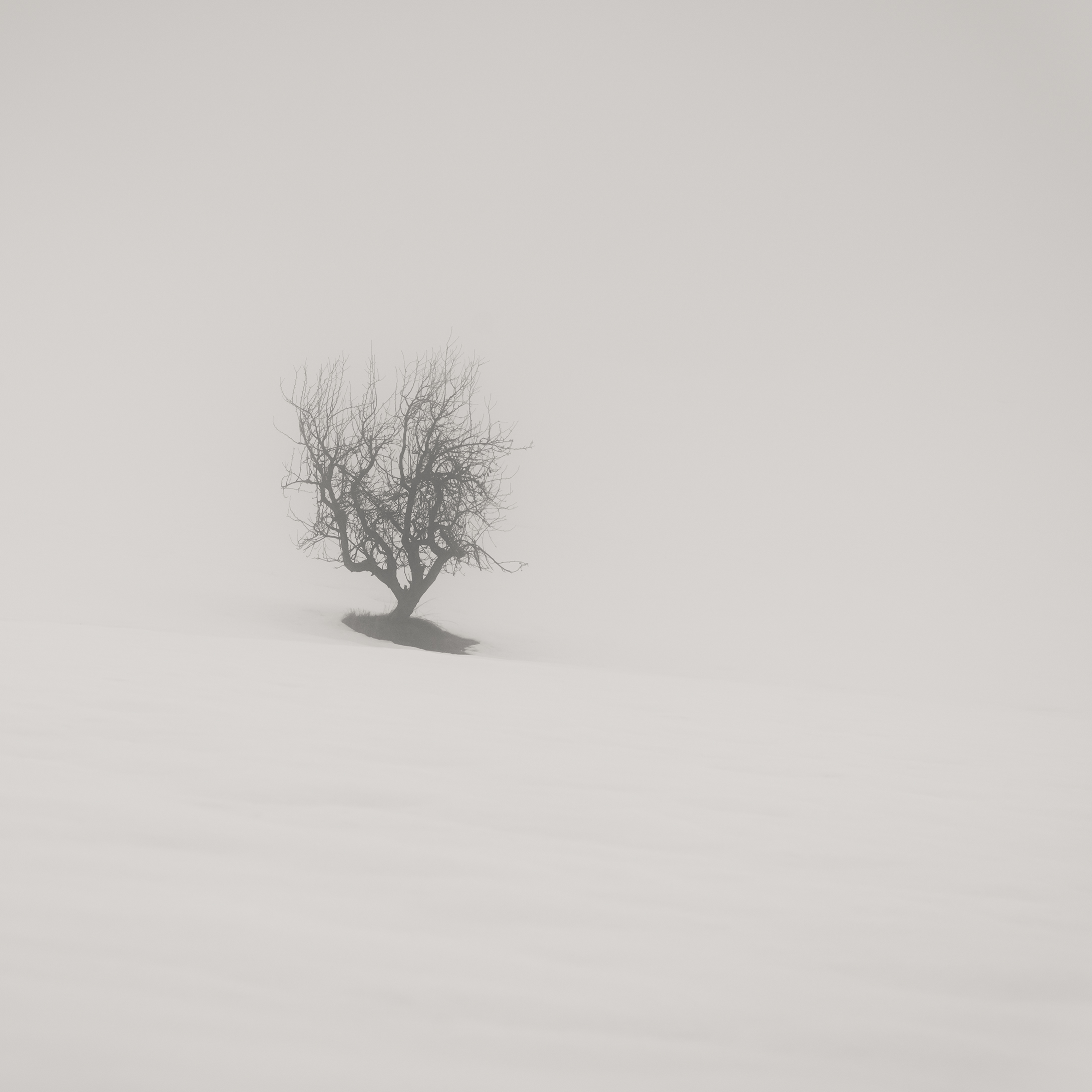 Lonely Tree...